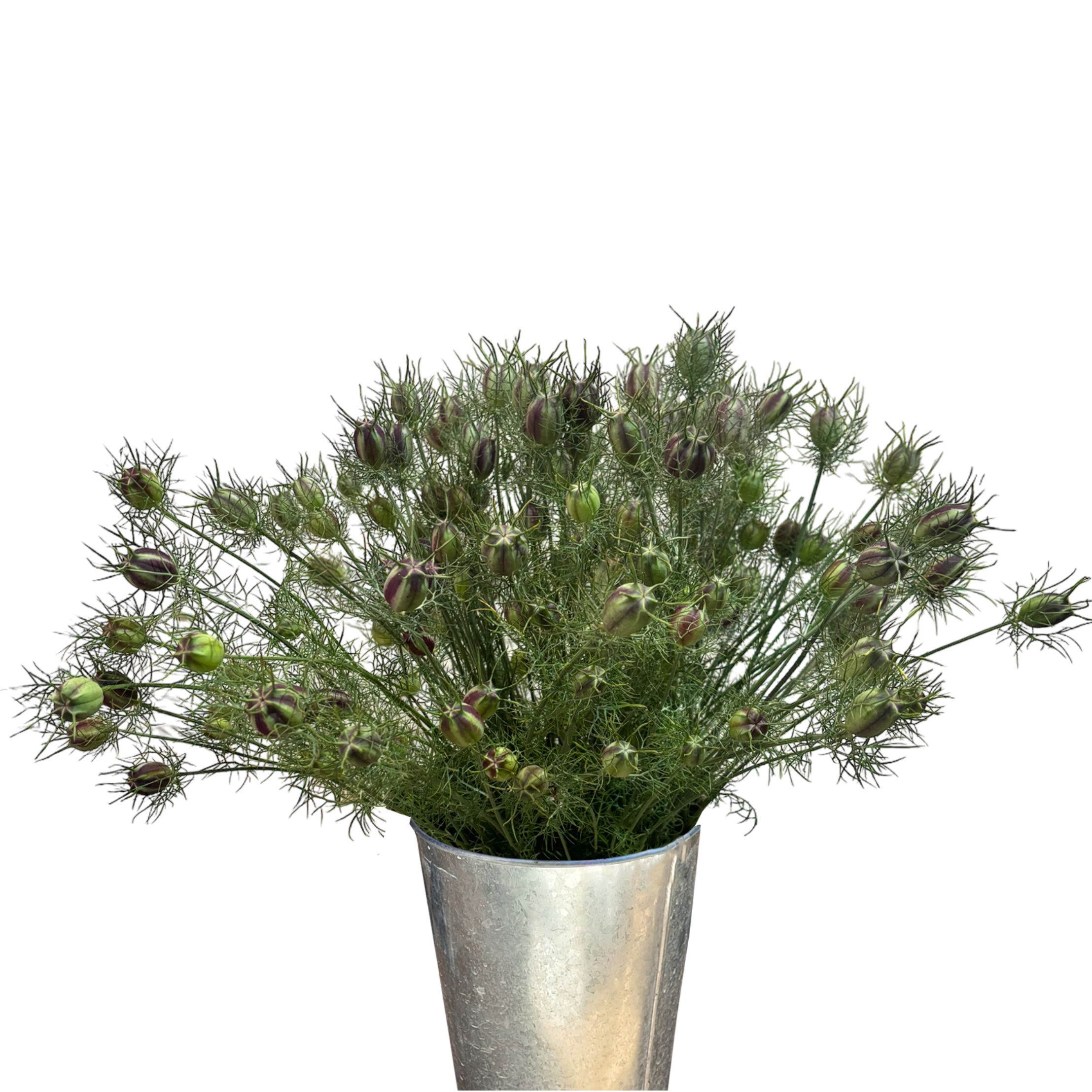 nigella black pods.webp