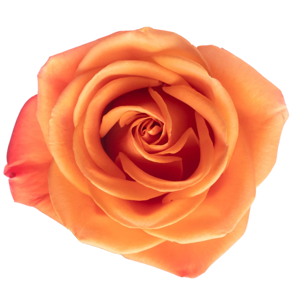 orange crush rose.webp