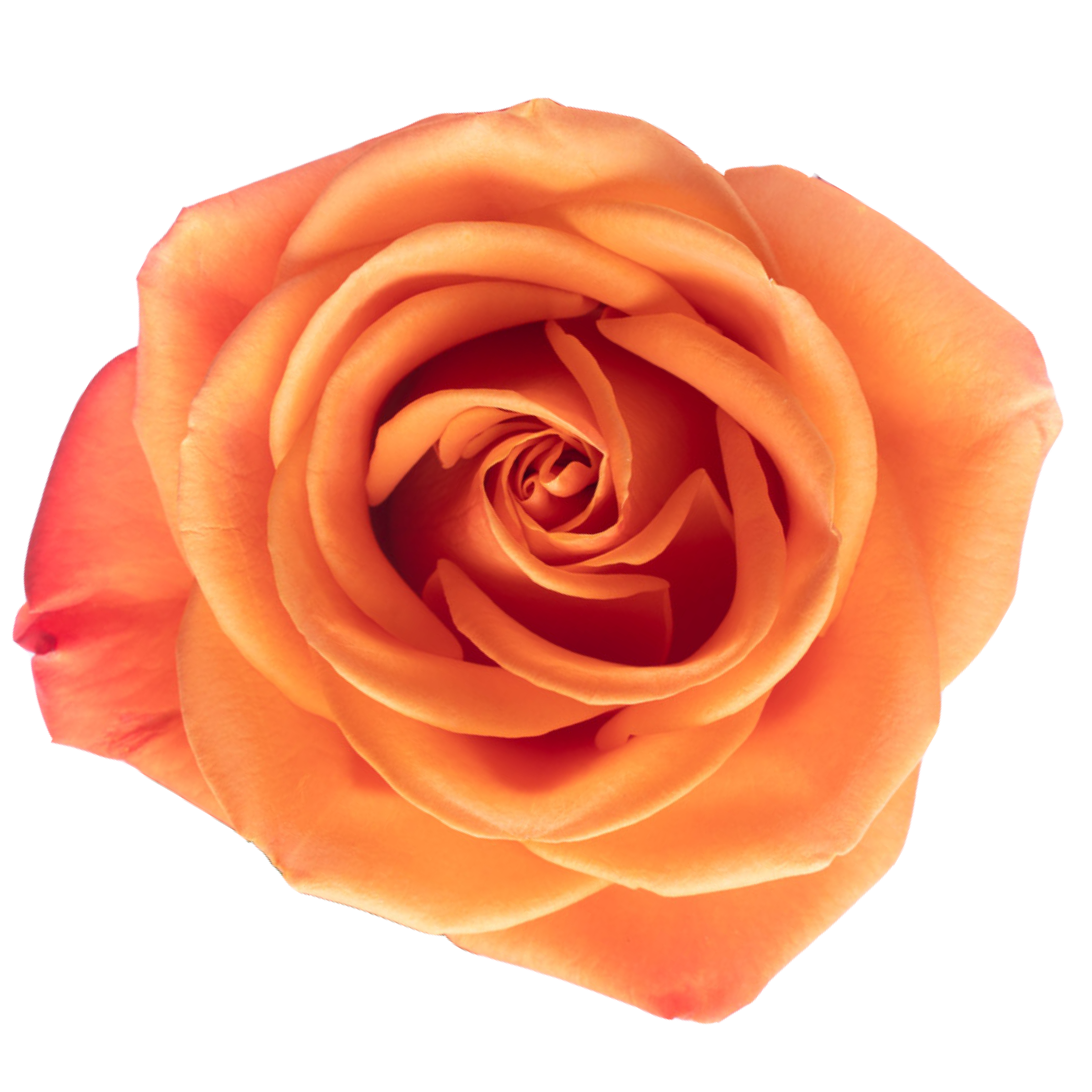 orange crush rose.webp