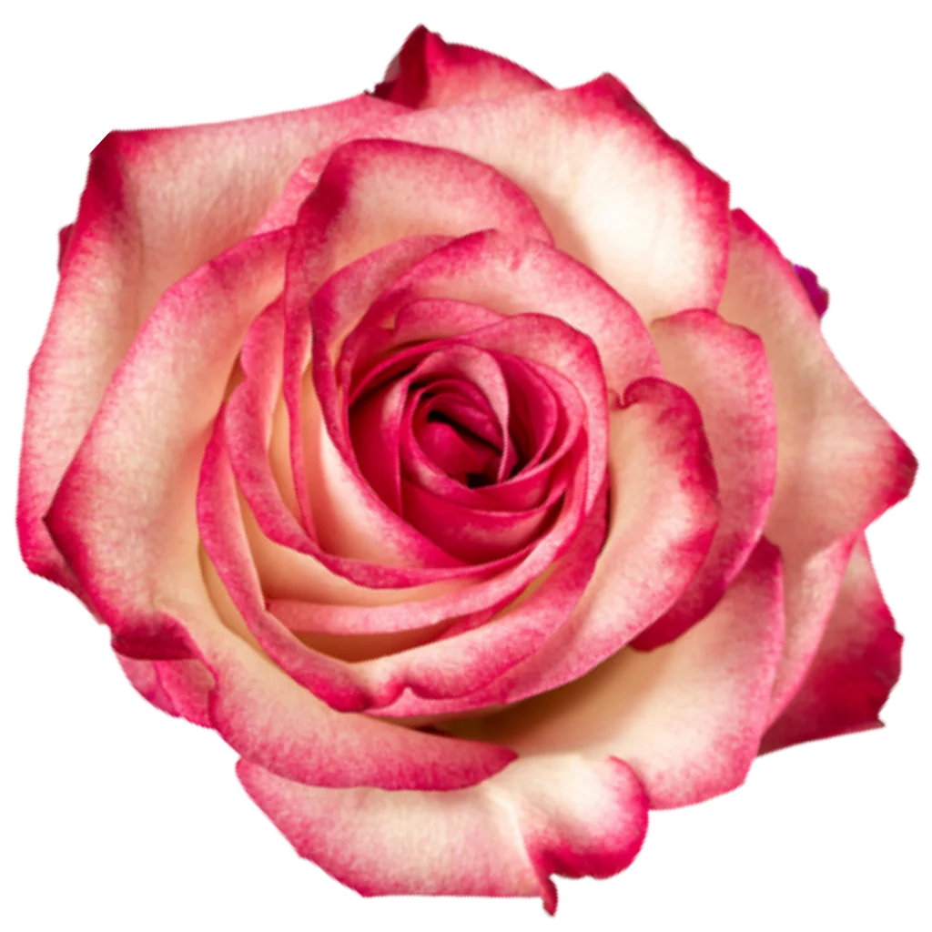 paloma rose.webp