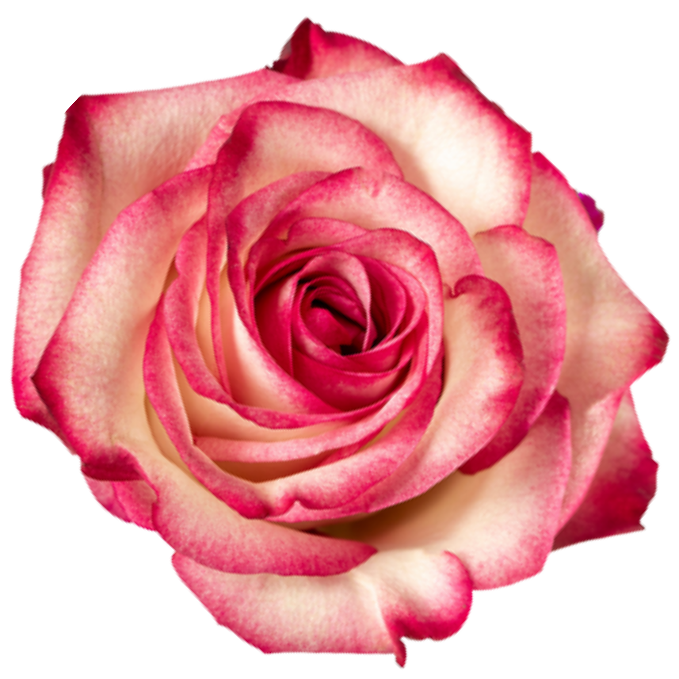 paloma rose.webp