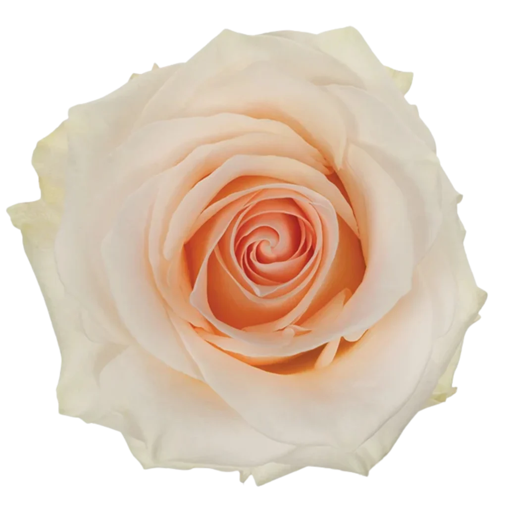 pastella rose.webp