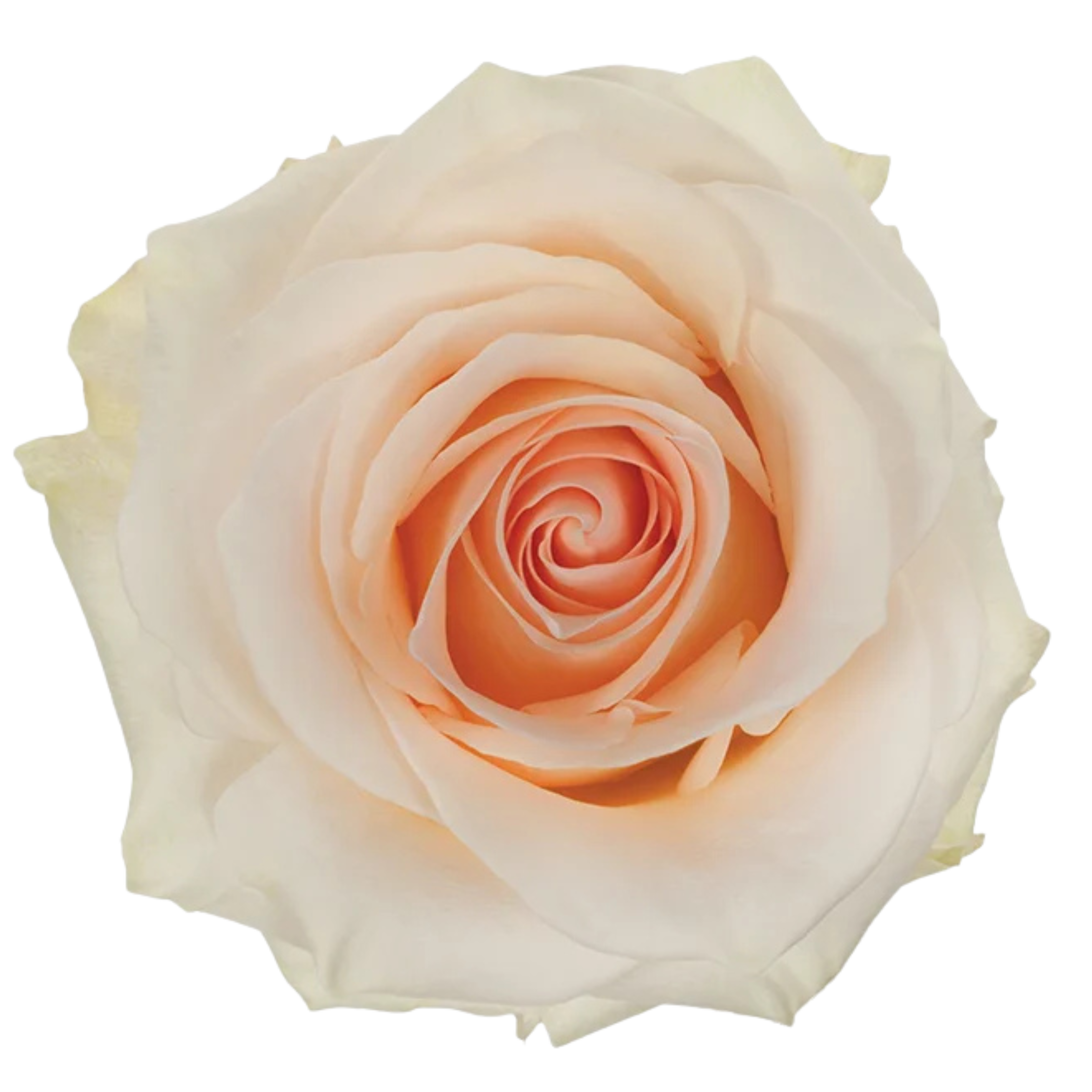 pastella rose.webp