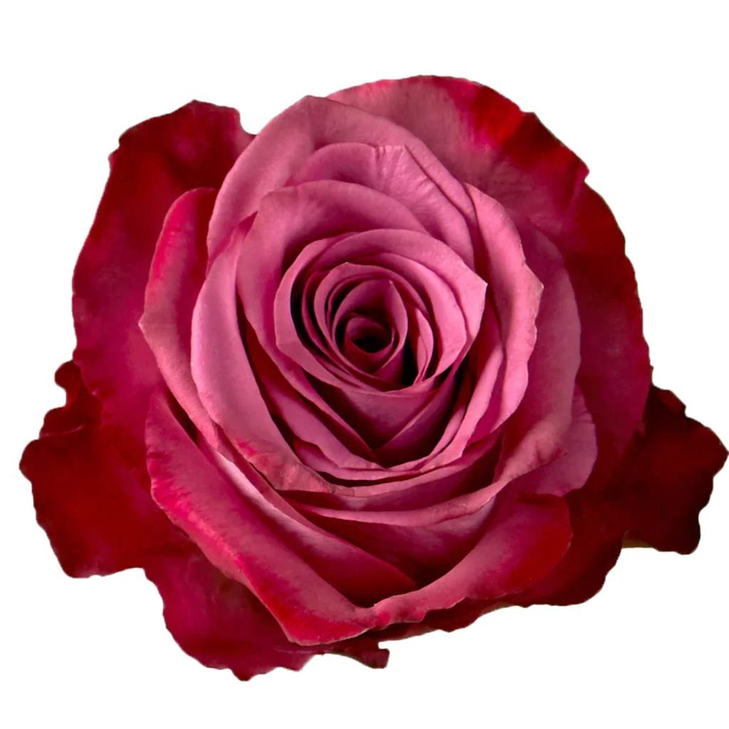 piacere rose.webp