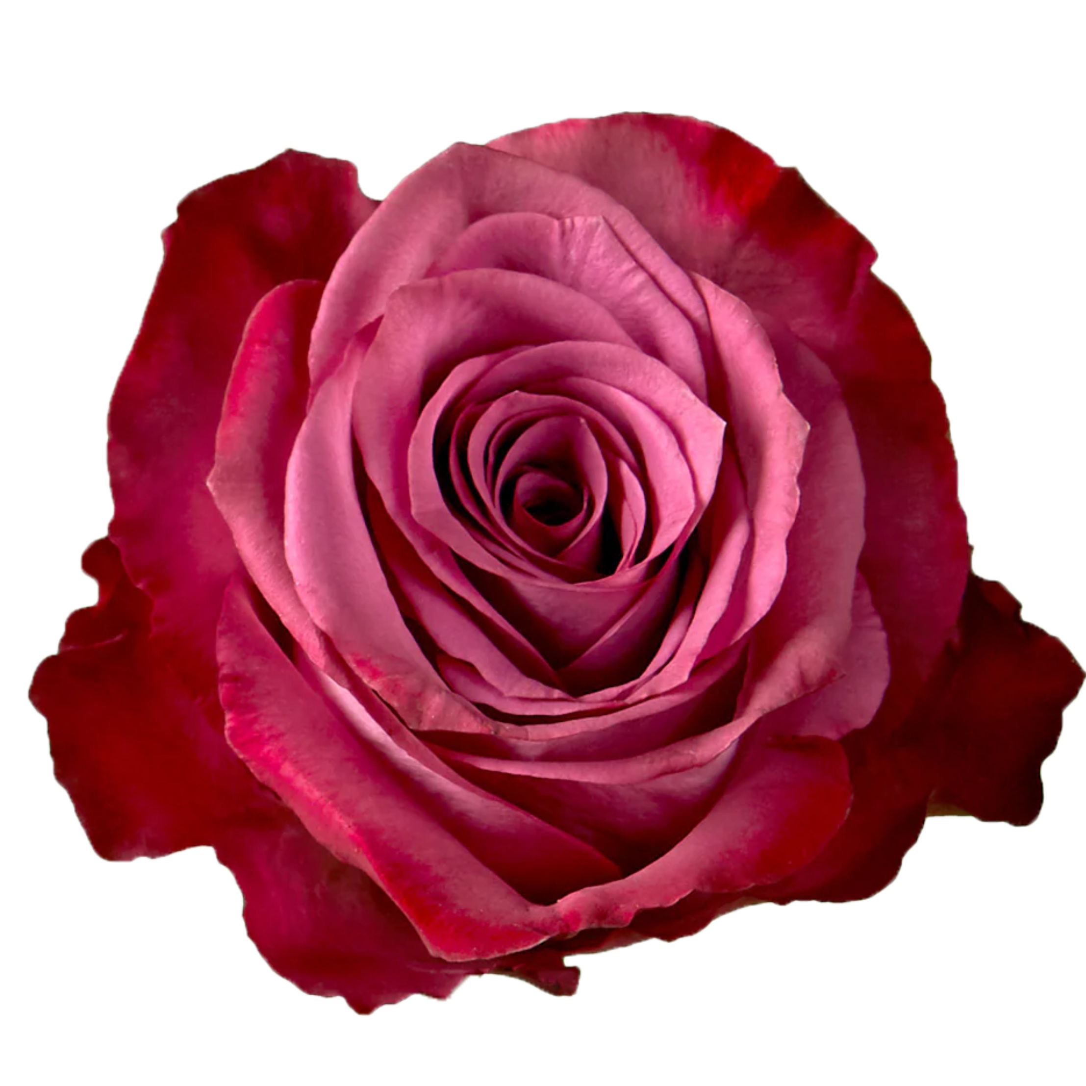 piacere rose.webp