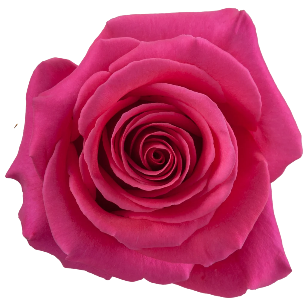 pink floyd rose.webp