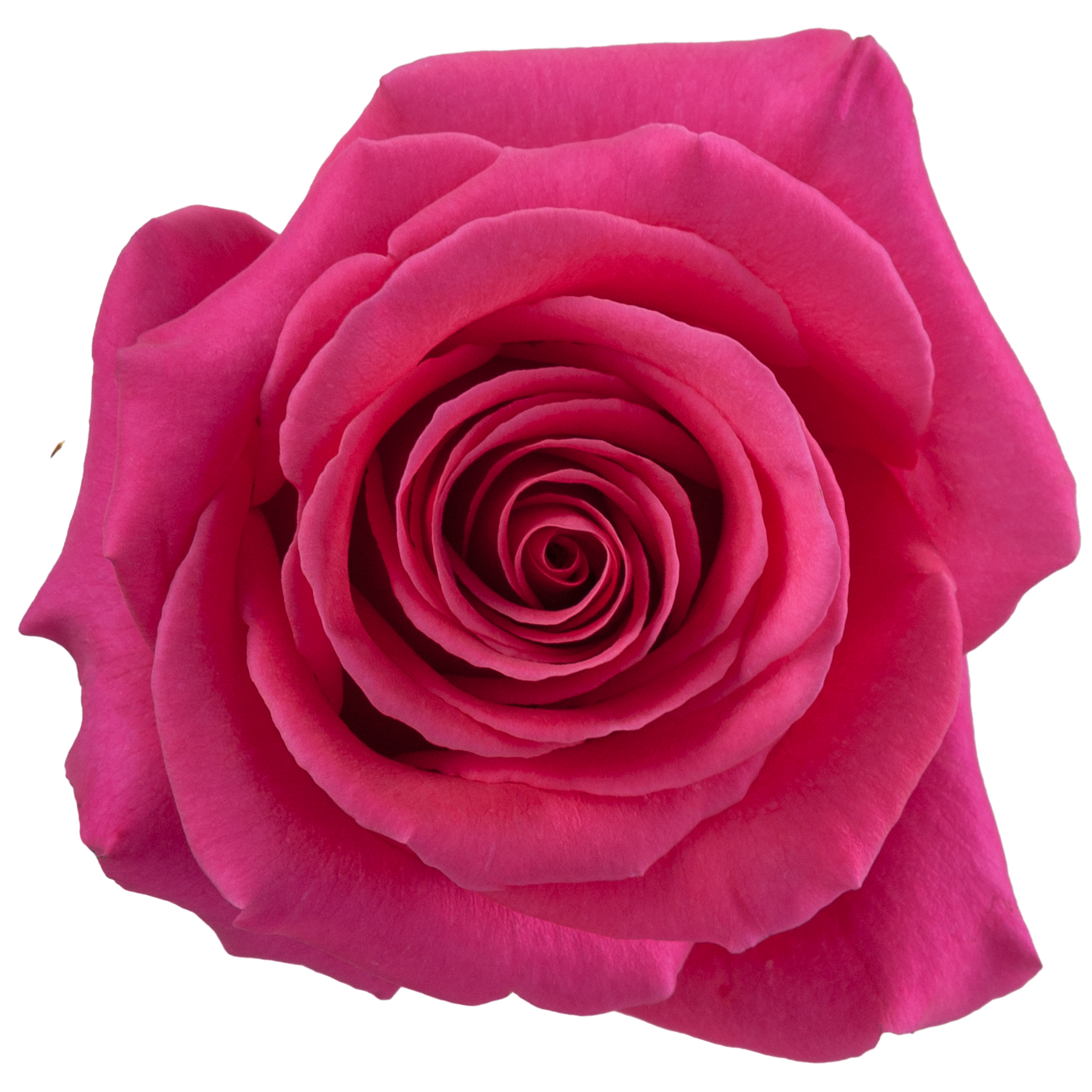 pink floyd rose.webp