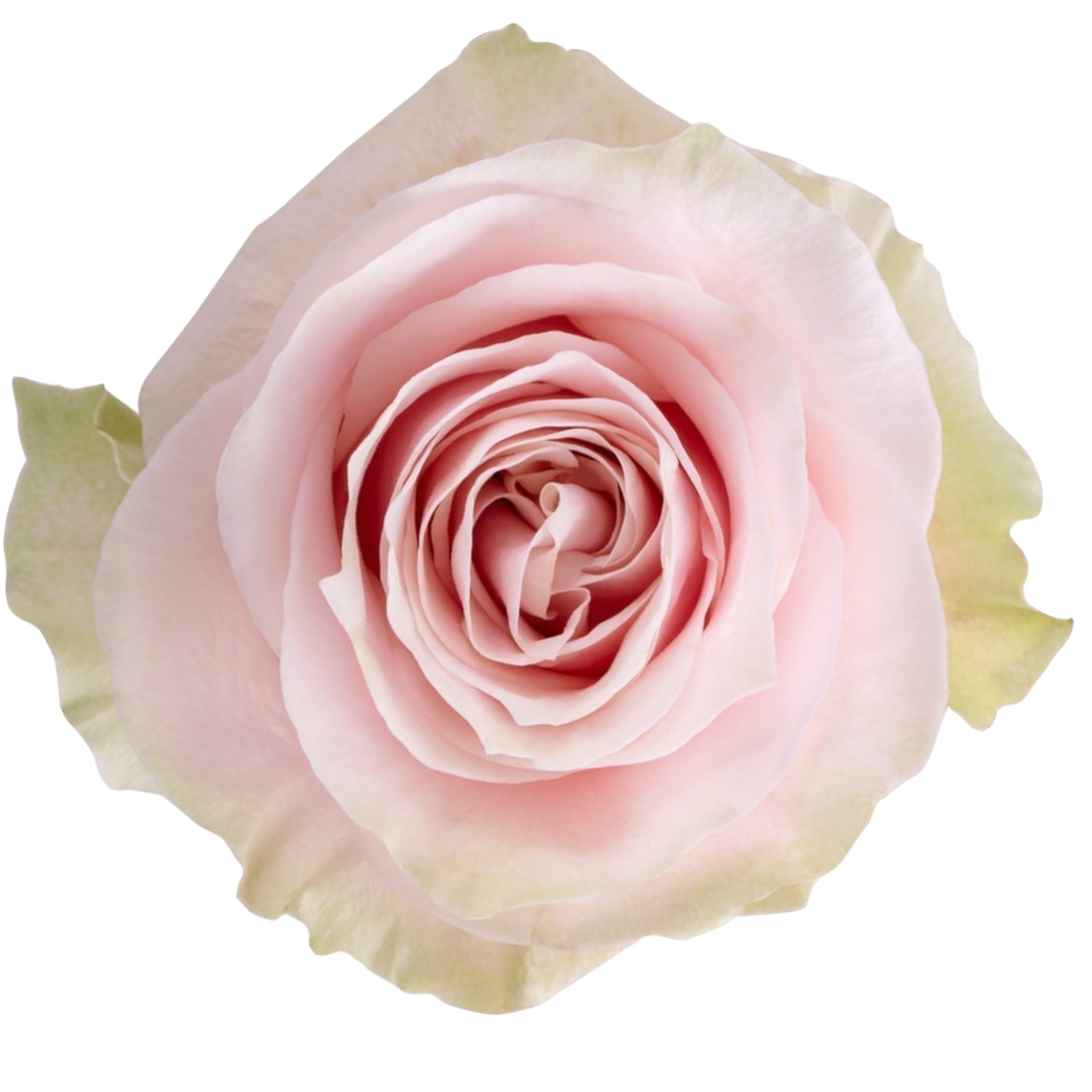 pink mondial rose.webp
