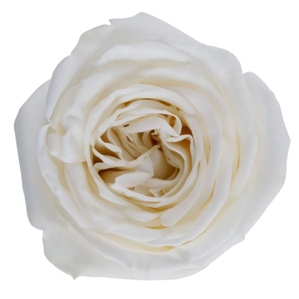playa blanca rose.webp