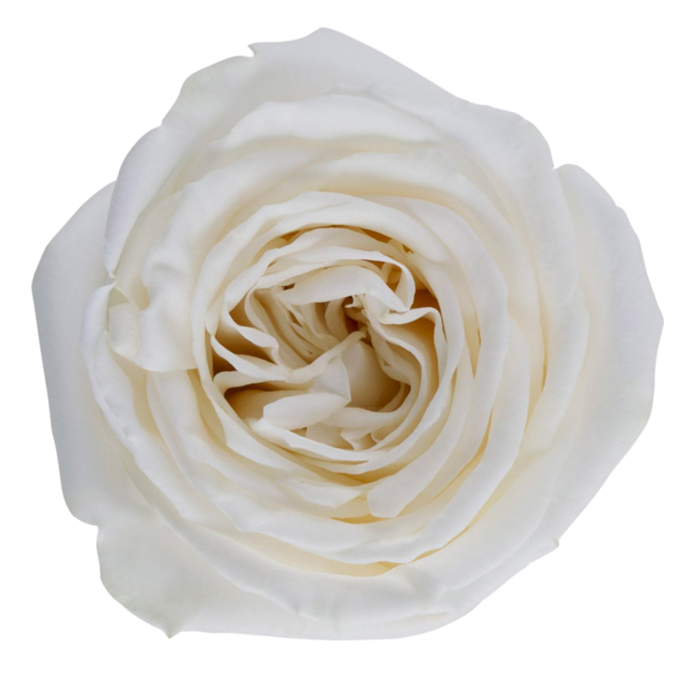 playa blanca rose.webp