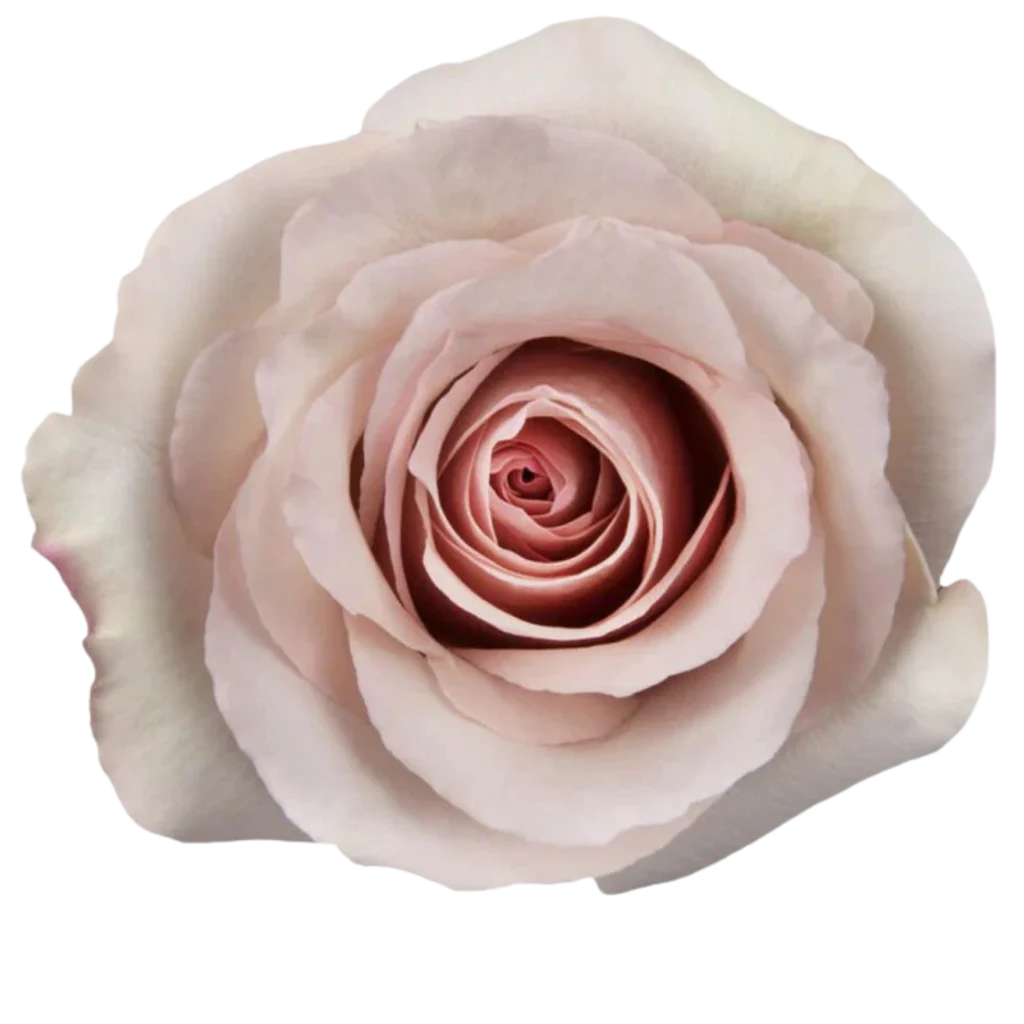 quicksand rose.webp