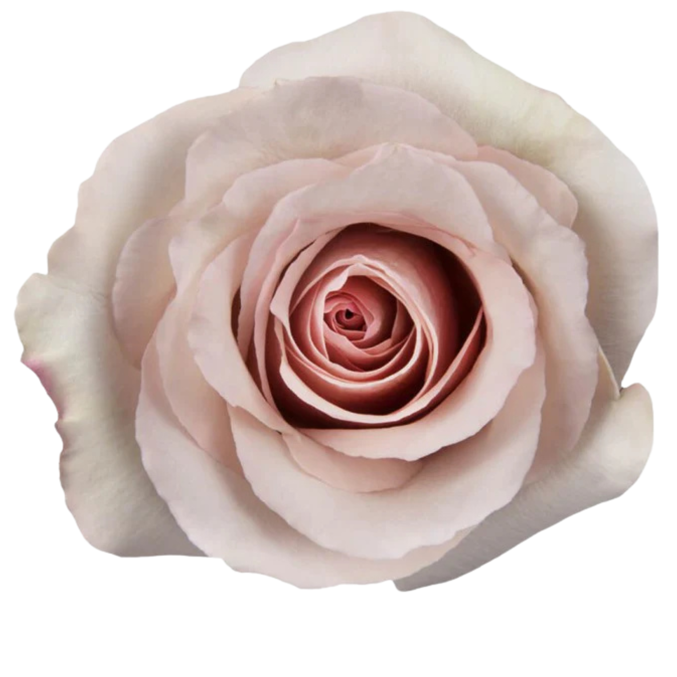 quicksand rose.webp