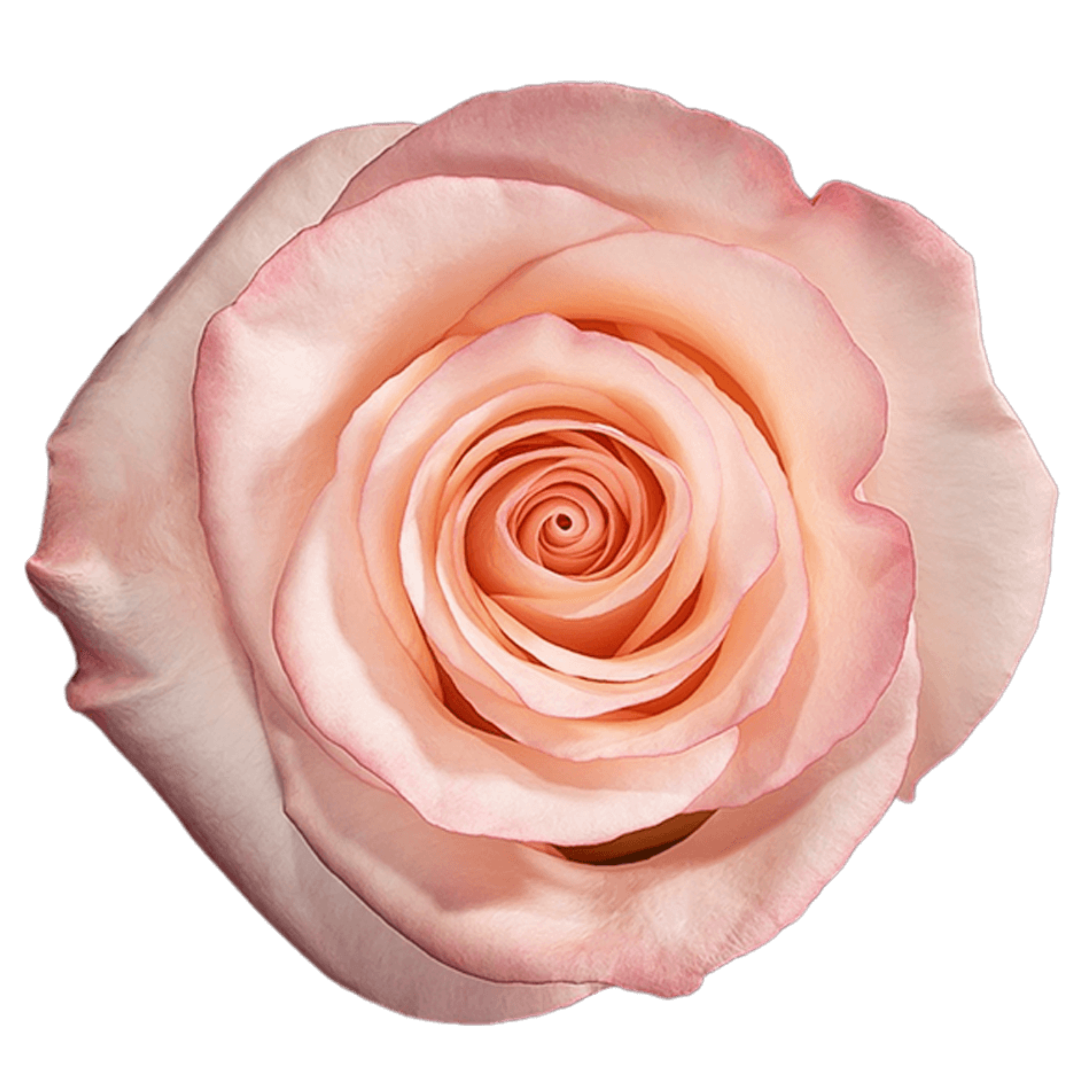rhoslyn rose.webp