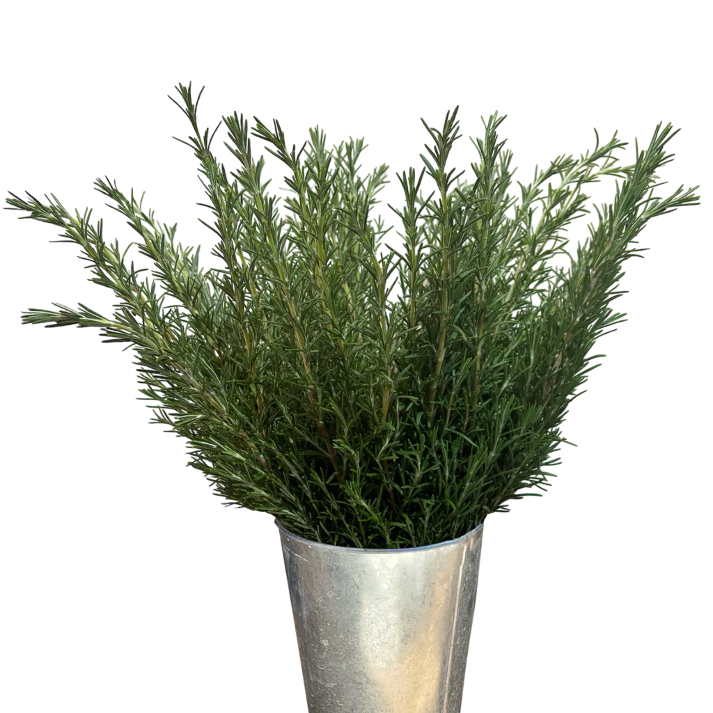 rosemary
