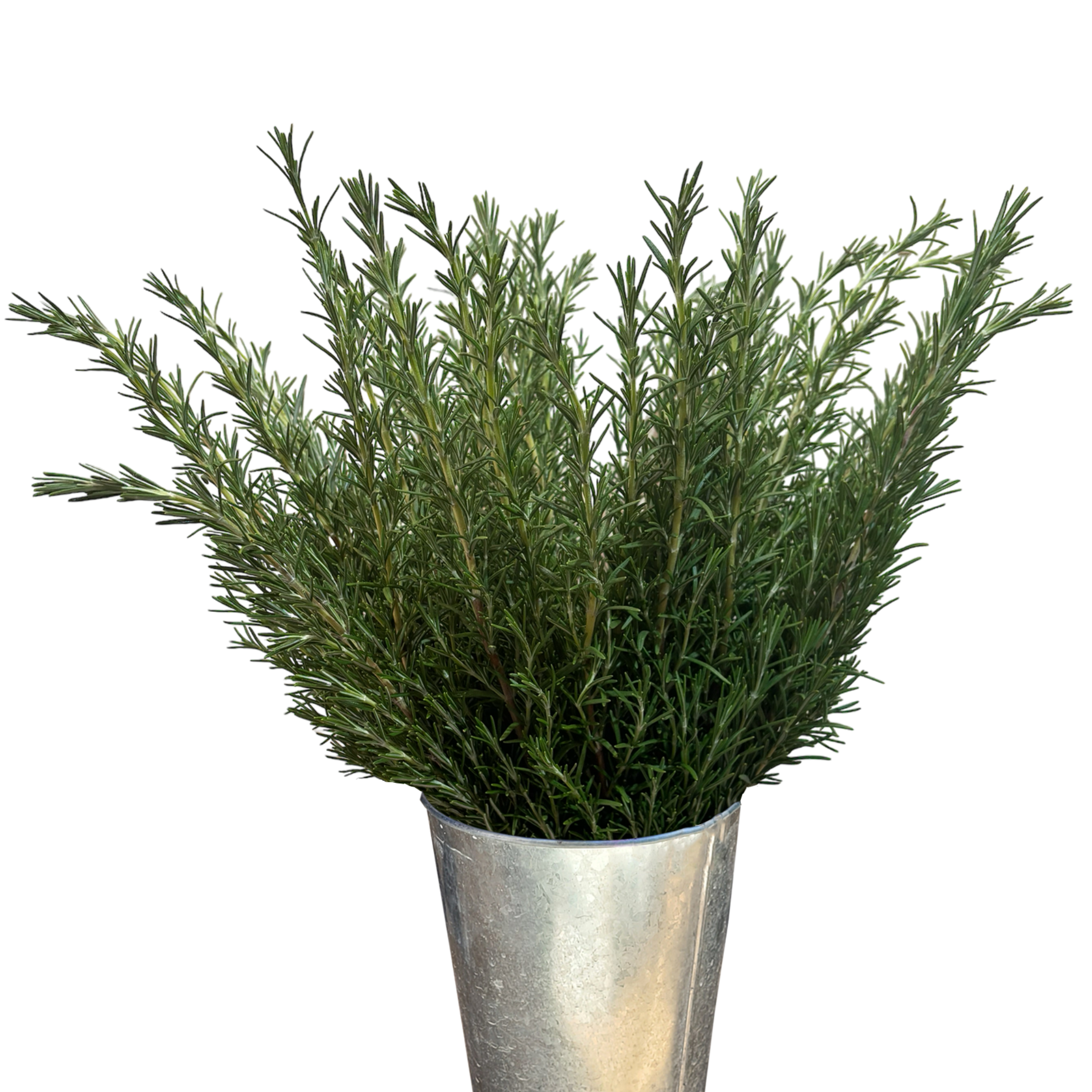 rosemary