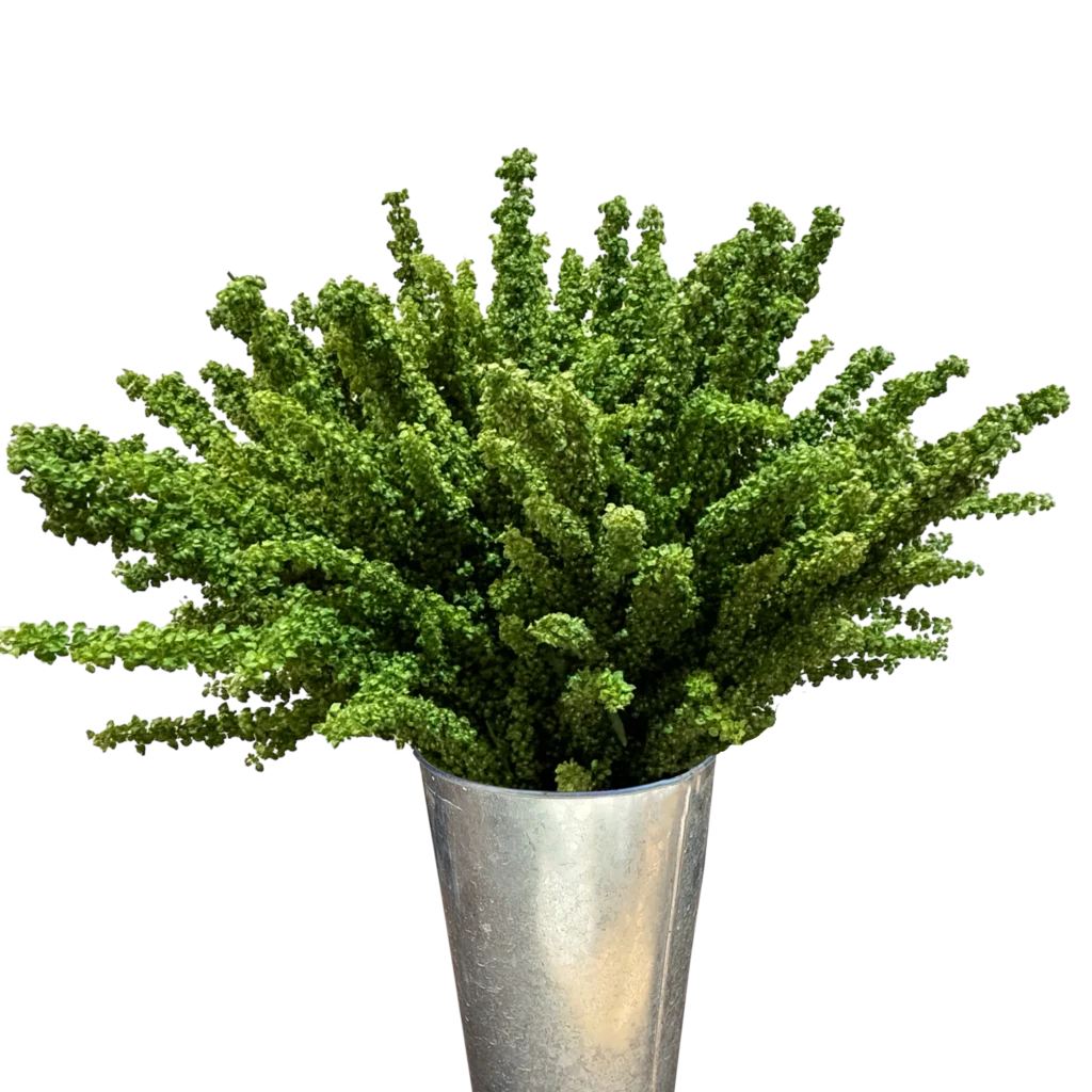 rumex unicorn