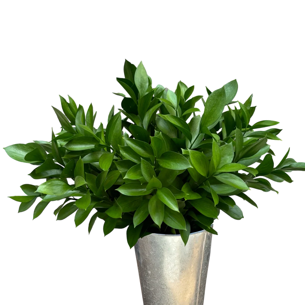 ruscus.webp