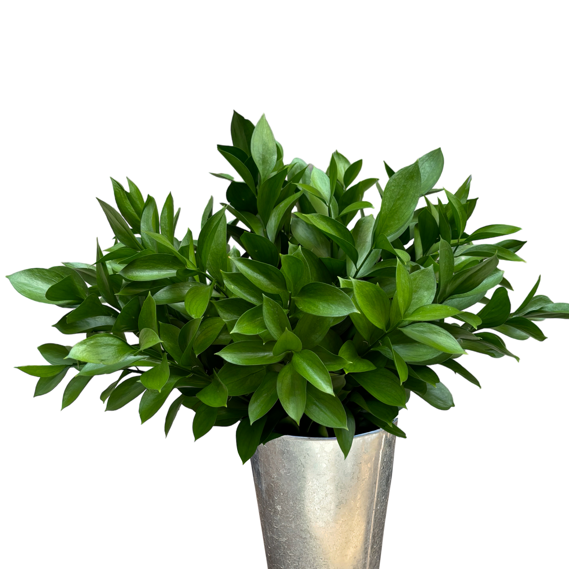 ruscus.webp
