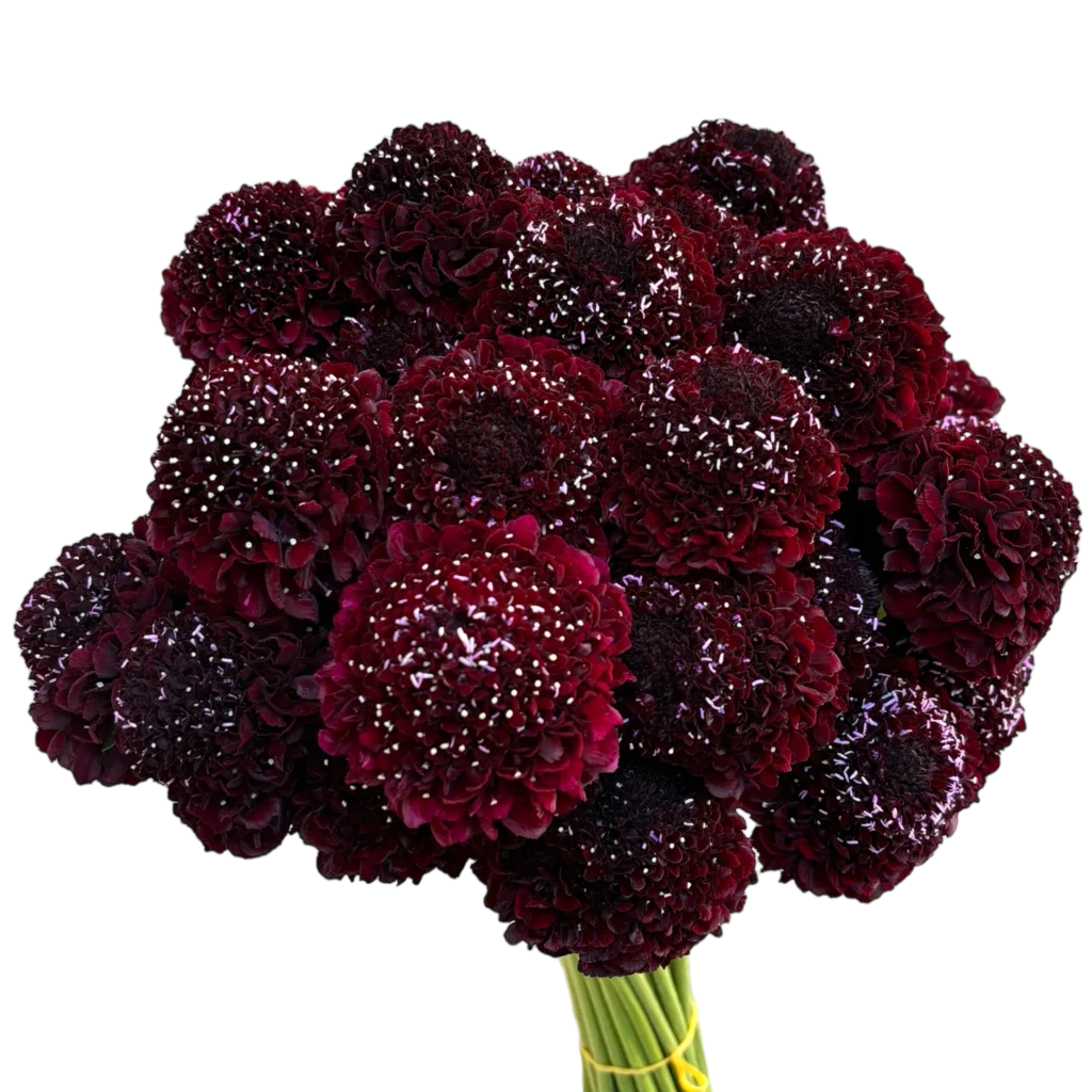 scabiosa focal blackberry.webp