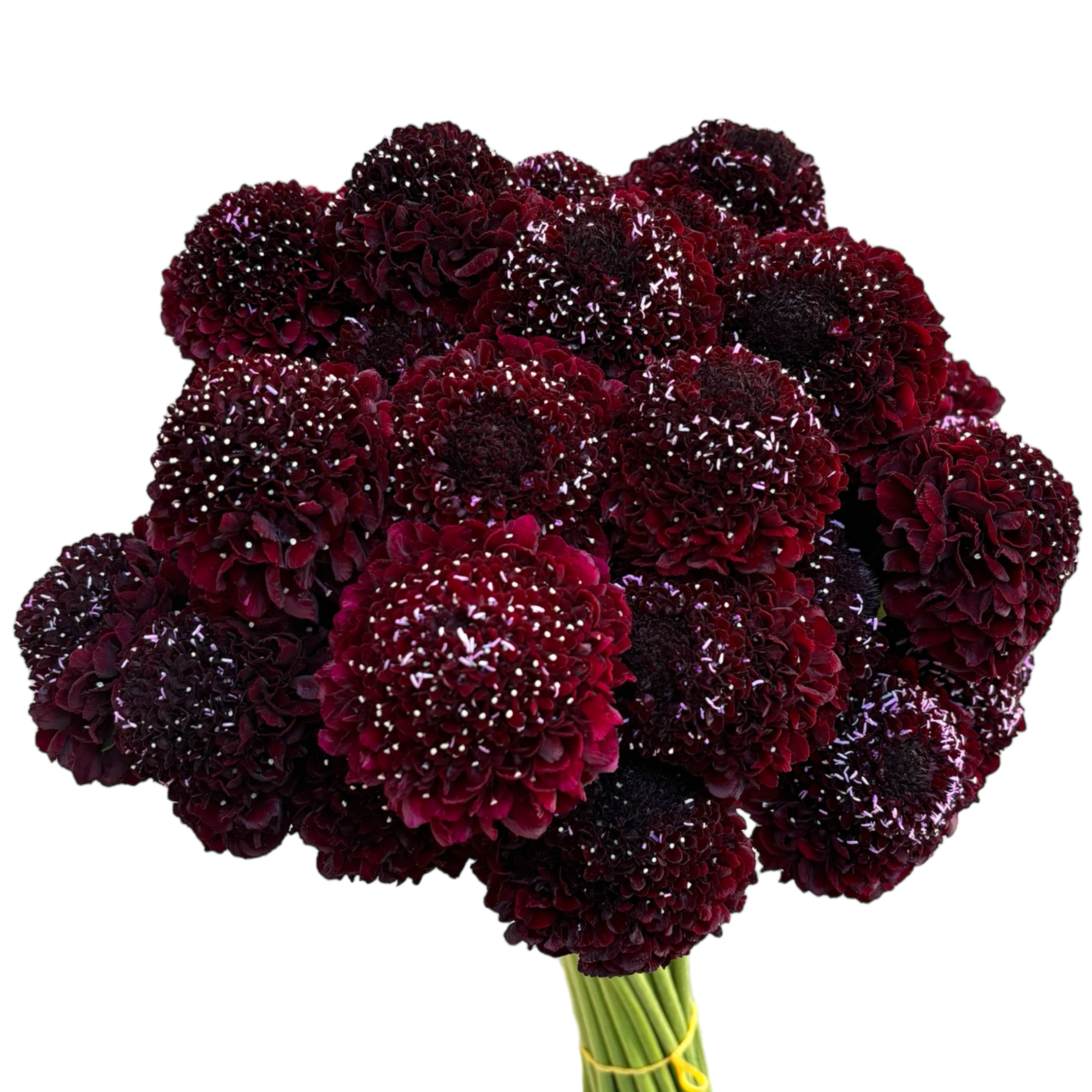 scabiosa focal blackberry.webp