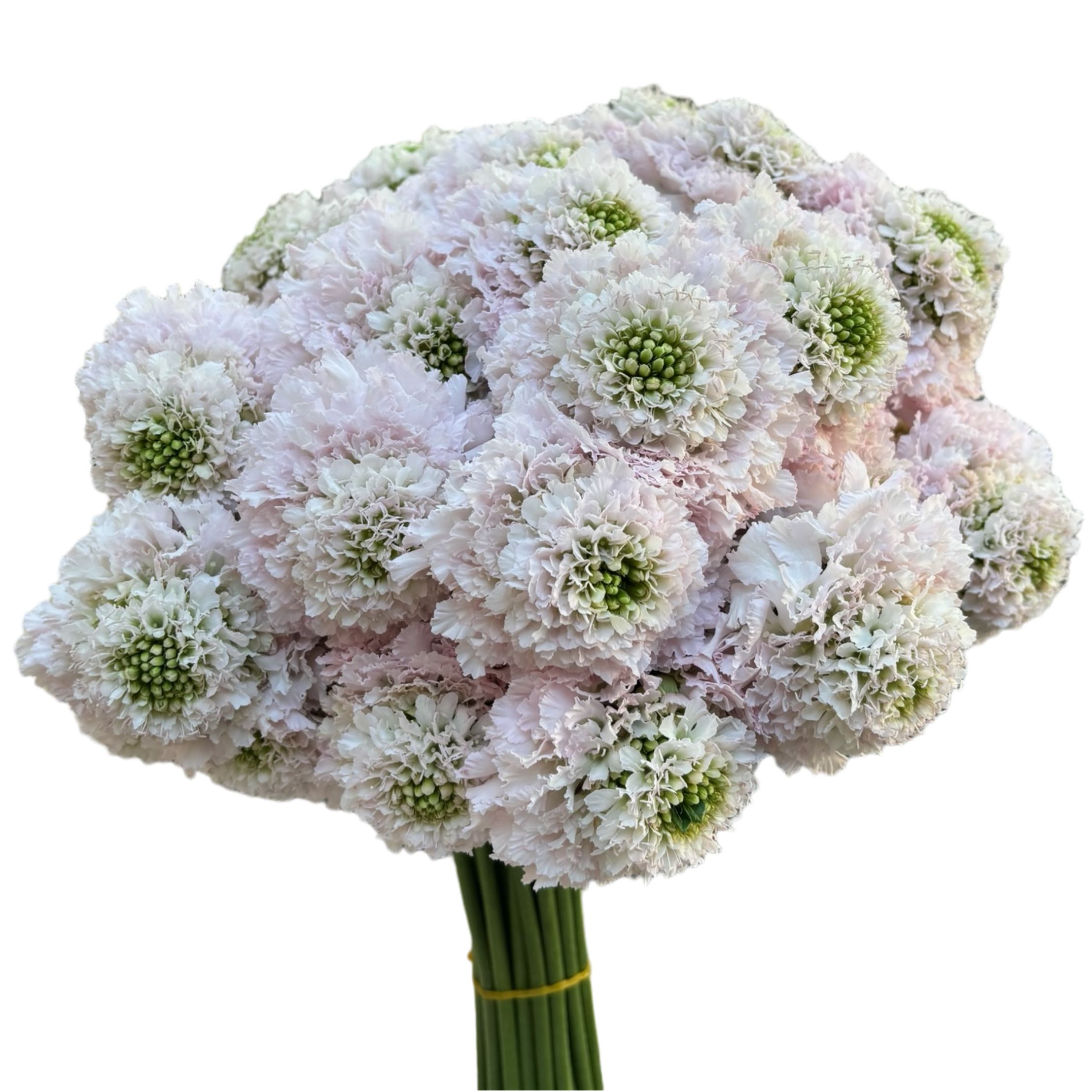 scabiosa focal french vanilla.webp