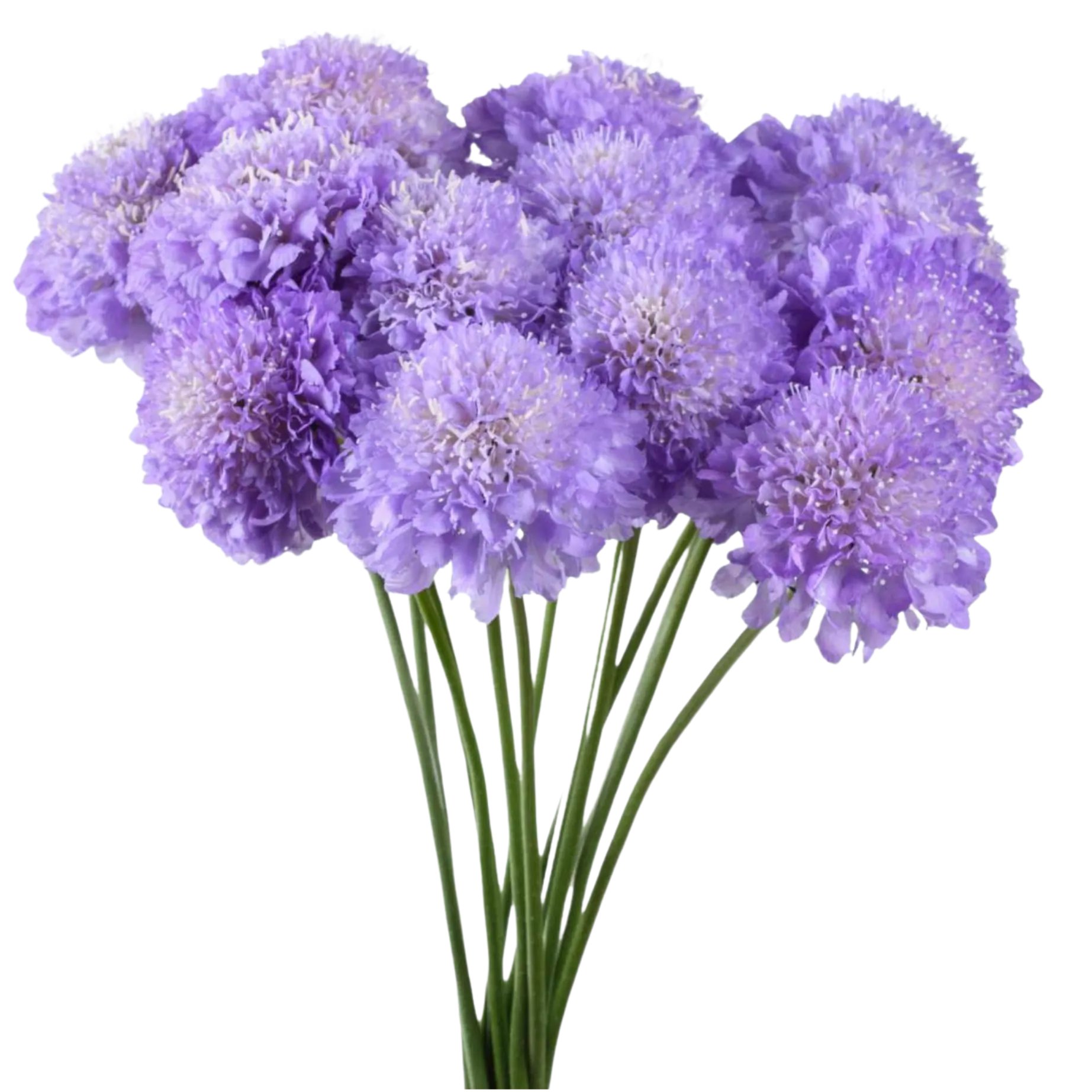 scabiosa focal lavender