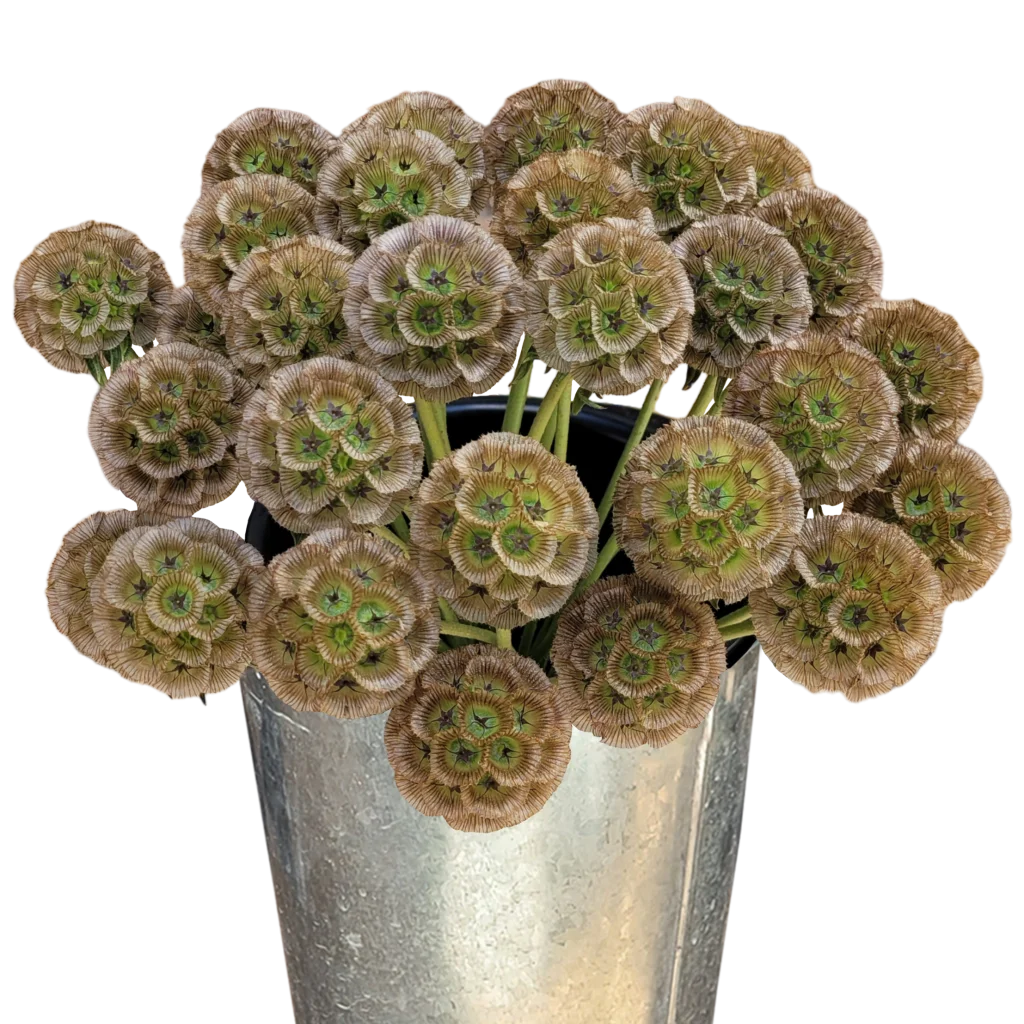 scabiosa stellata.webp