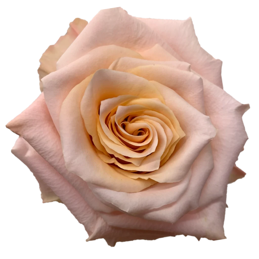 shimmer rose.webp