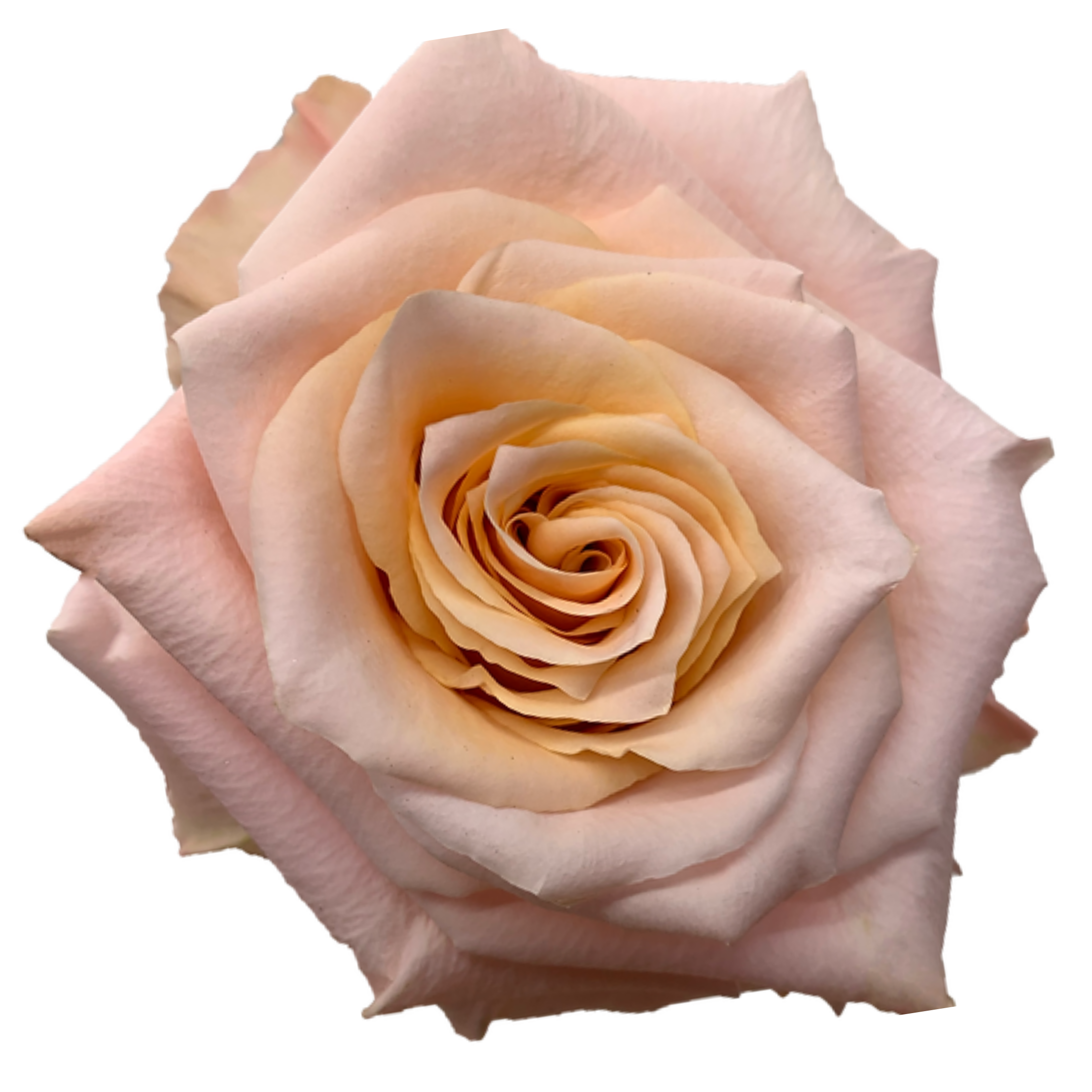 shimmer rose.webp
