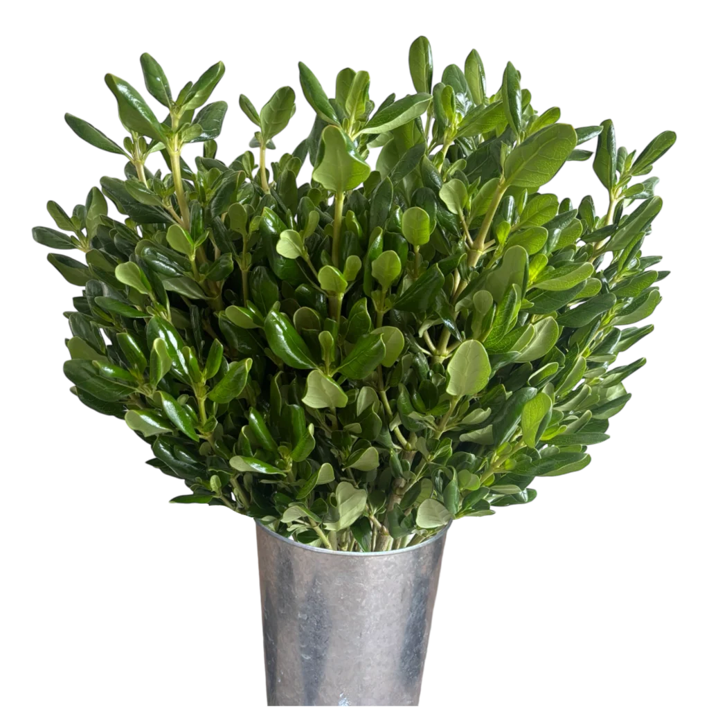 shinny pit pittosporum.webp
