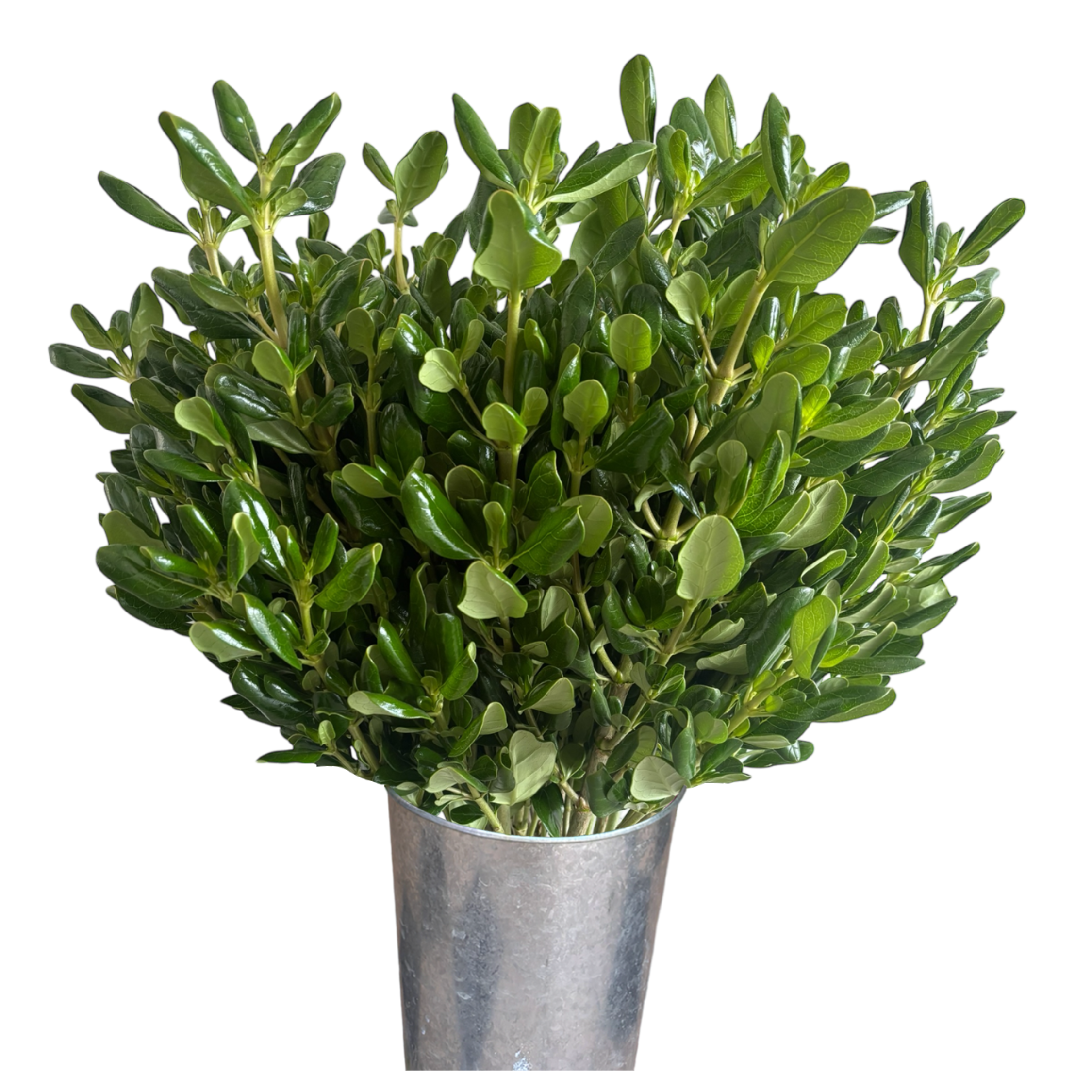 shinny pit pittosporum.webp