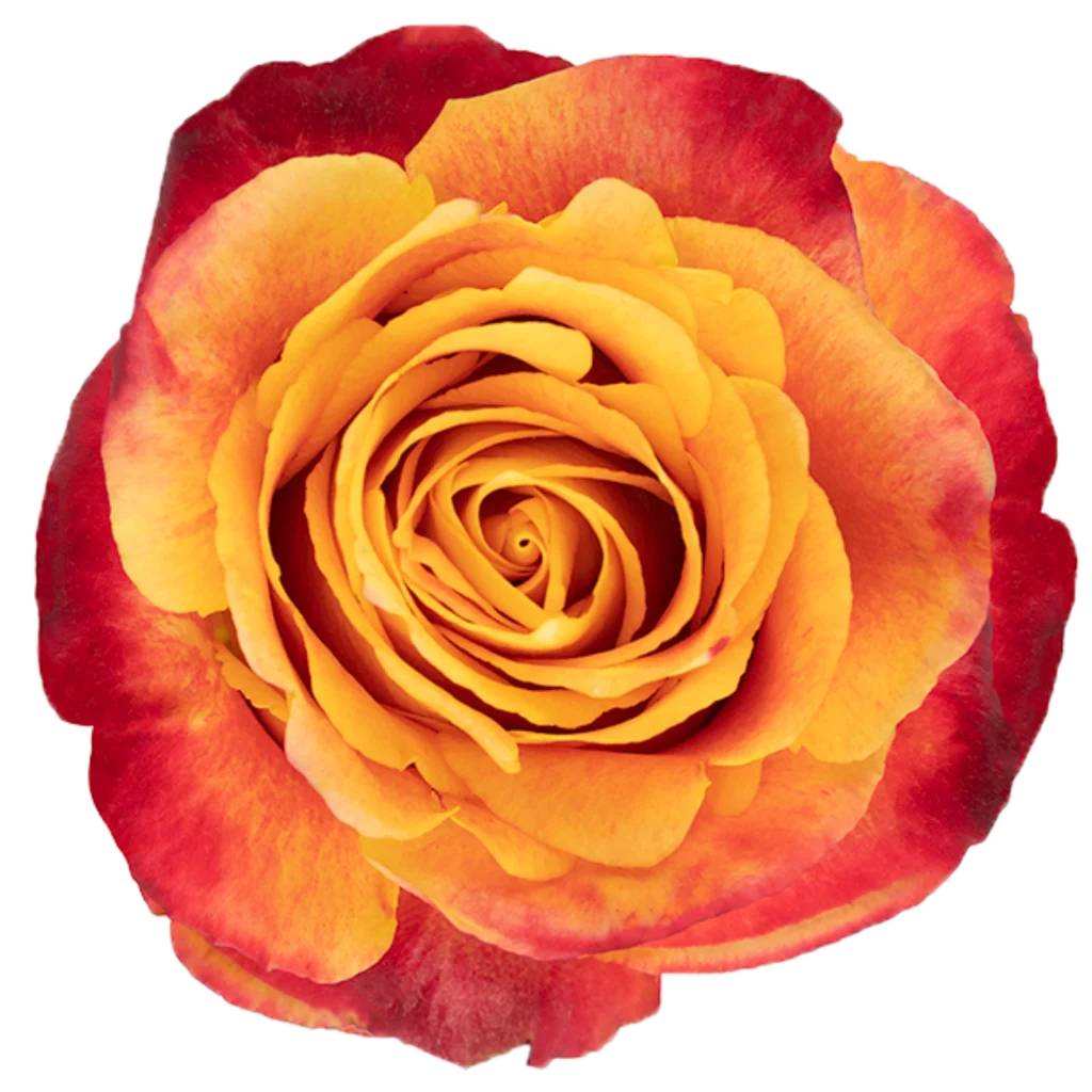 silantoi rose.webp