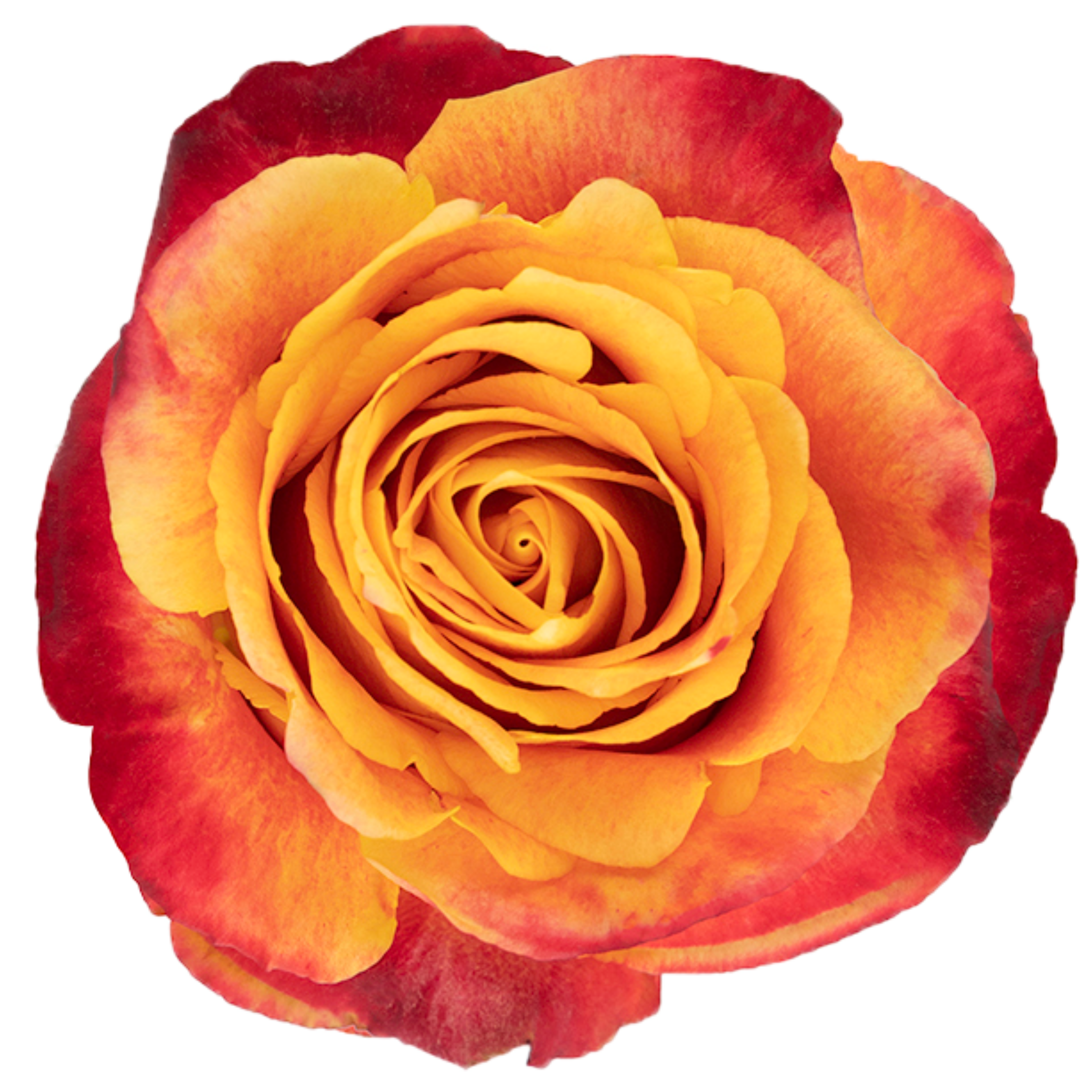silantoi rose.webp