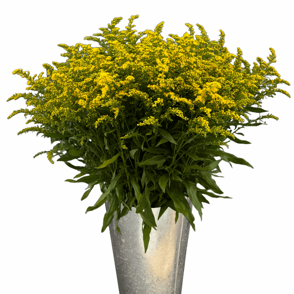 solidago golden glory