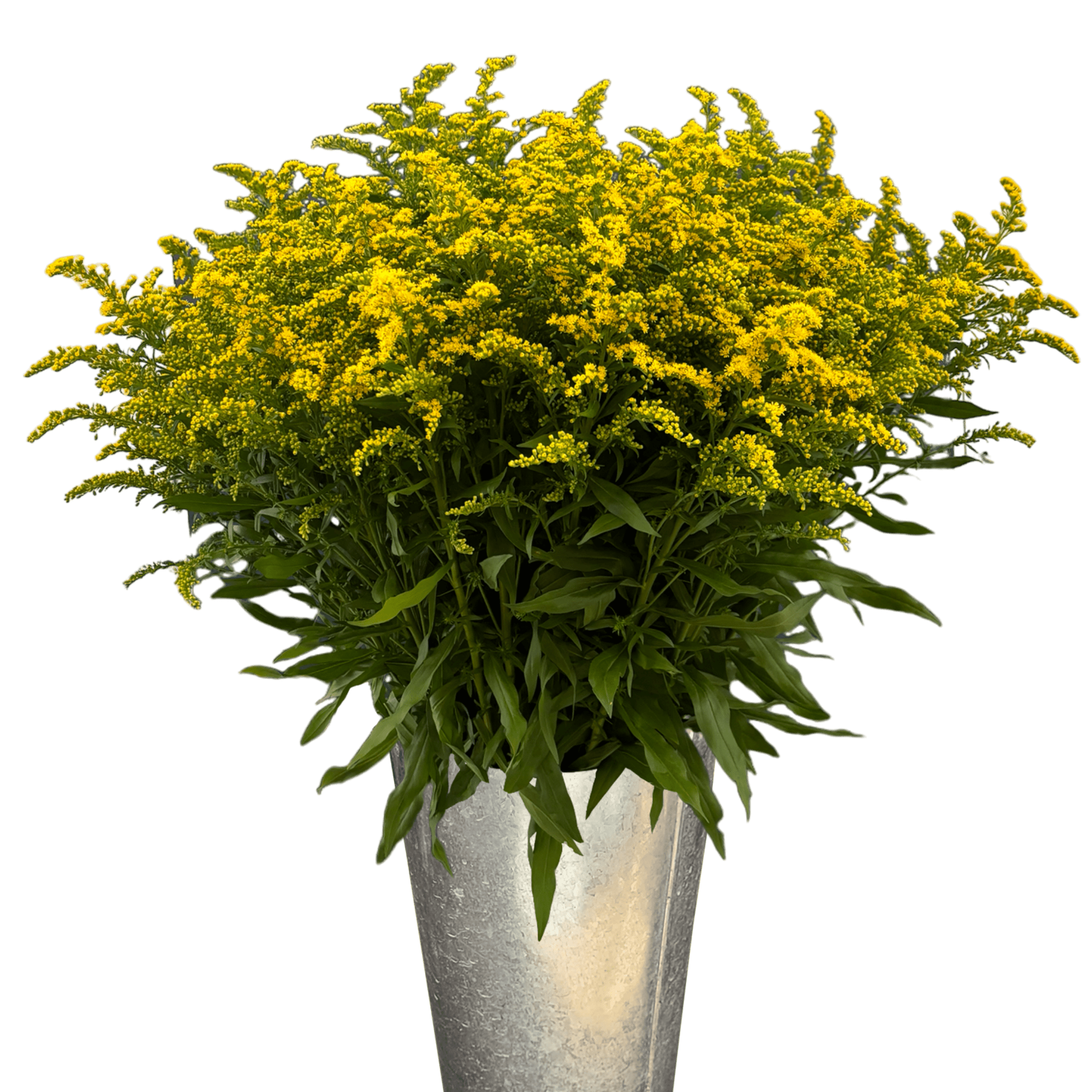 solidago golden glory