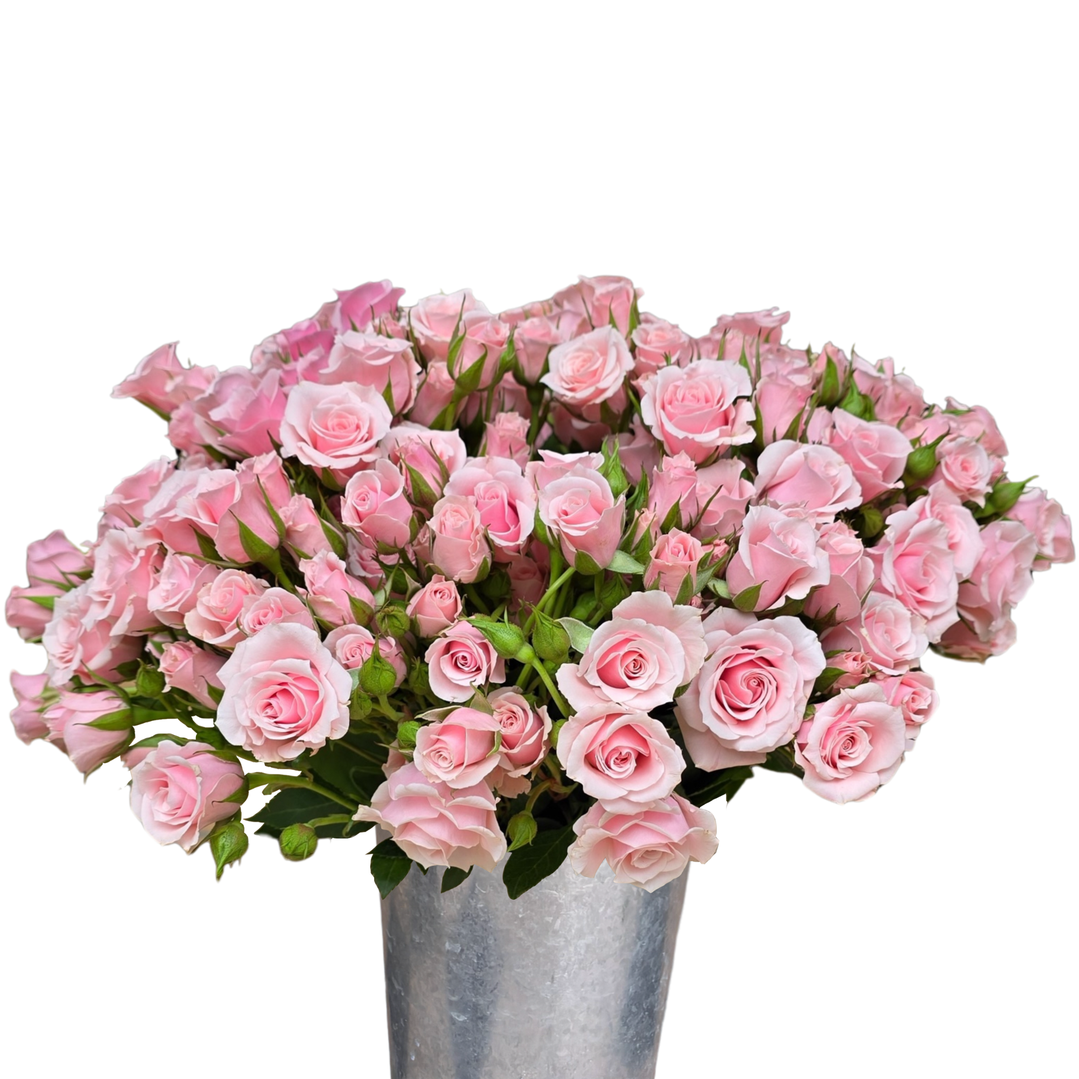 spray rose pink majolica.webp
