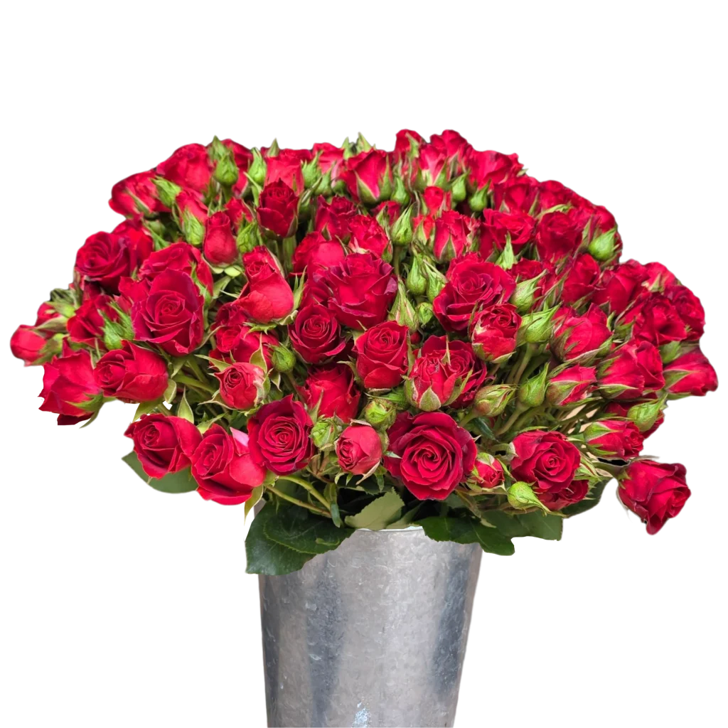 spray rose red mikado.webp