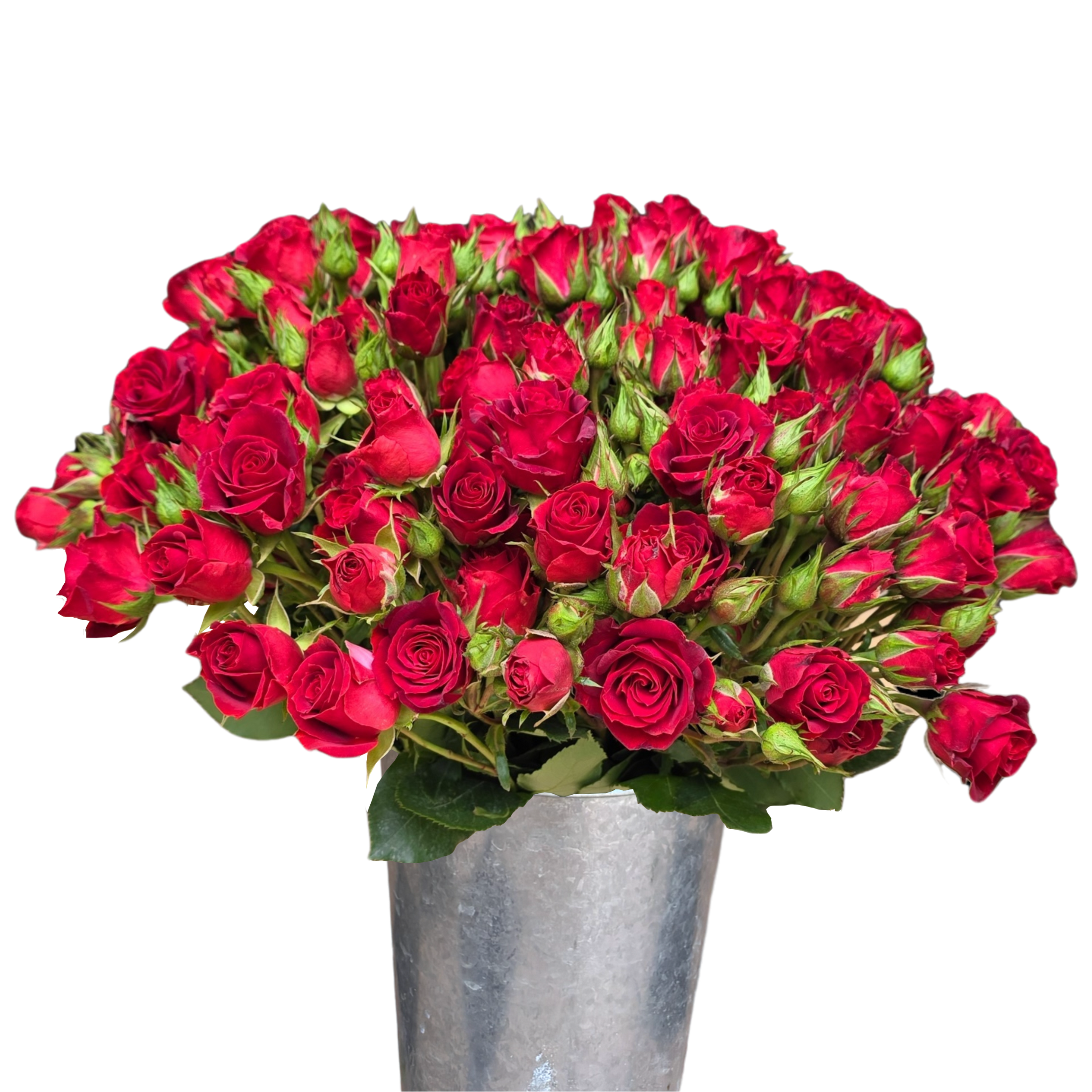 spray rose red mikado.webp