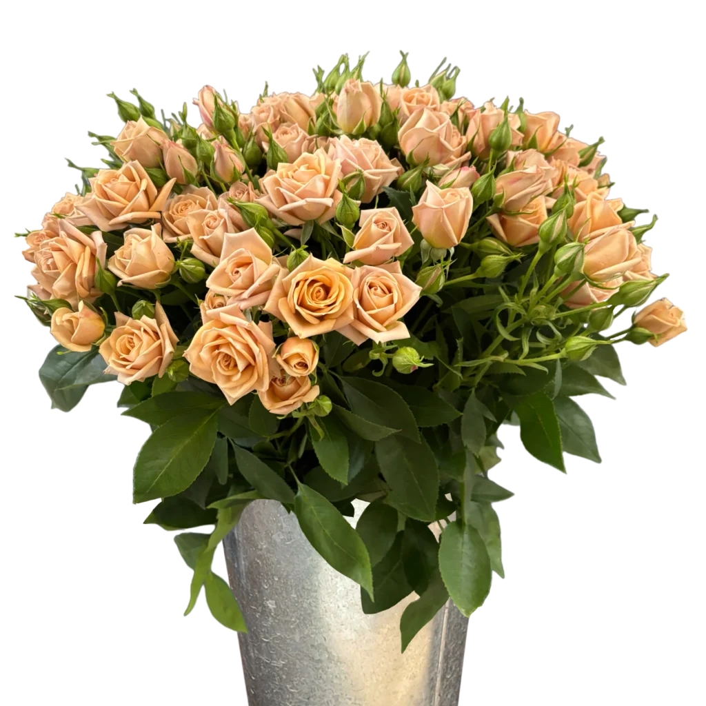 spray rose sahara.webp
