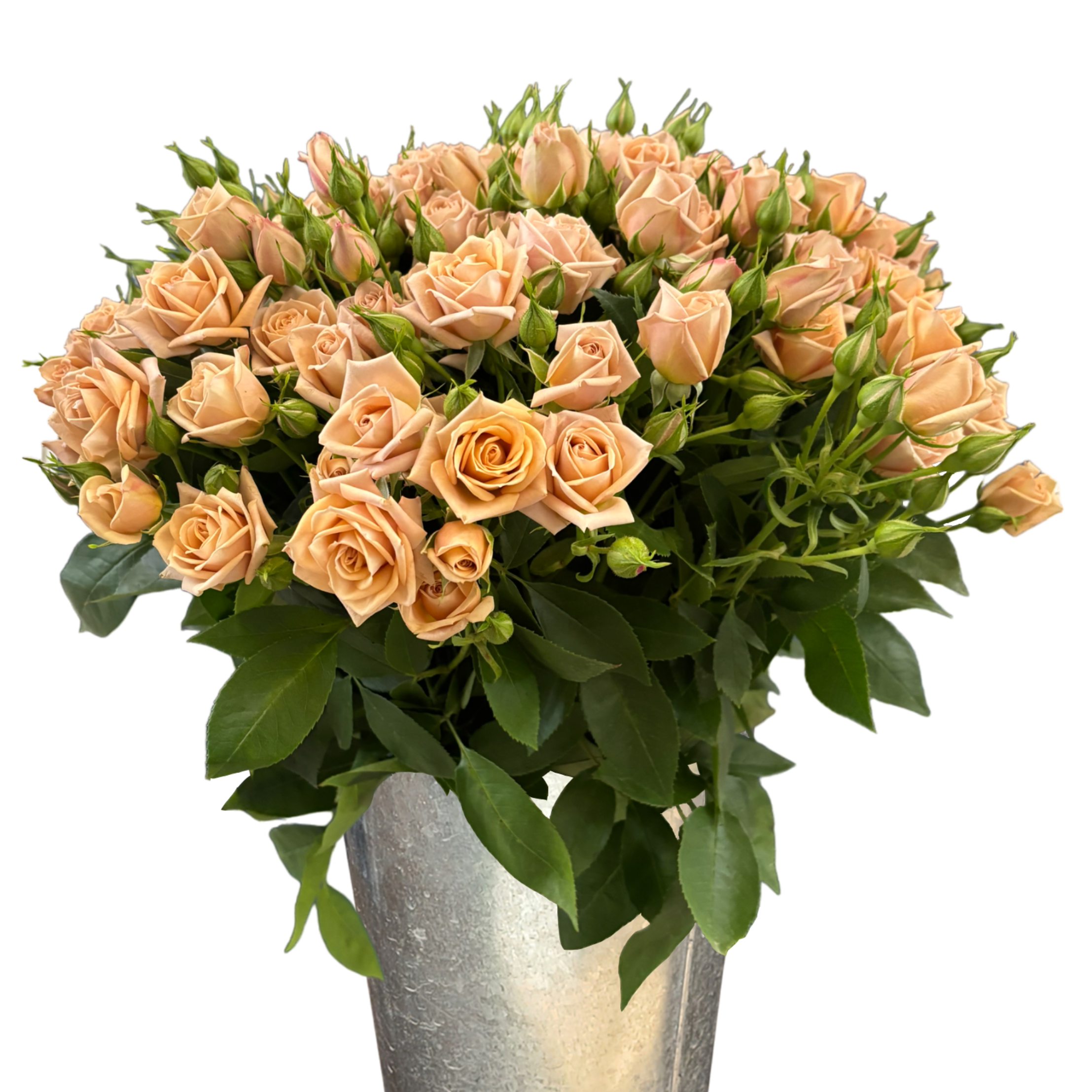 spray rose sahara.webp