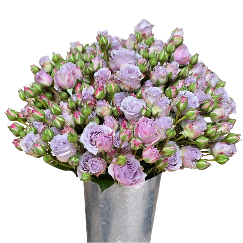 spray rose silver mikado.webp