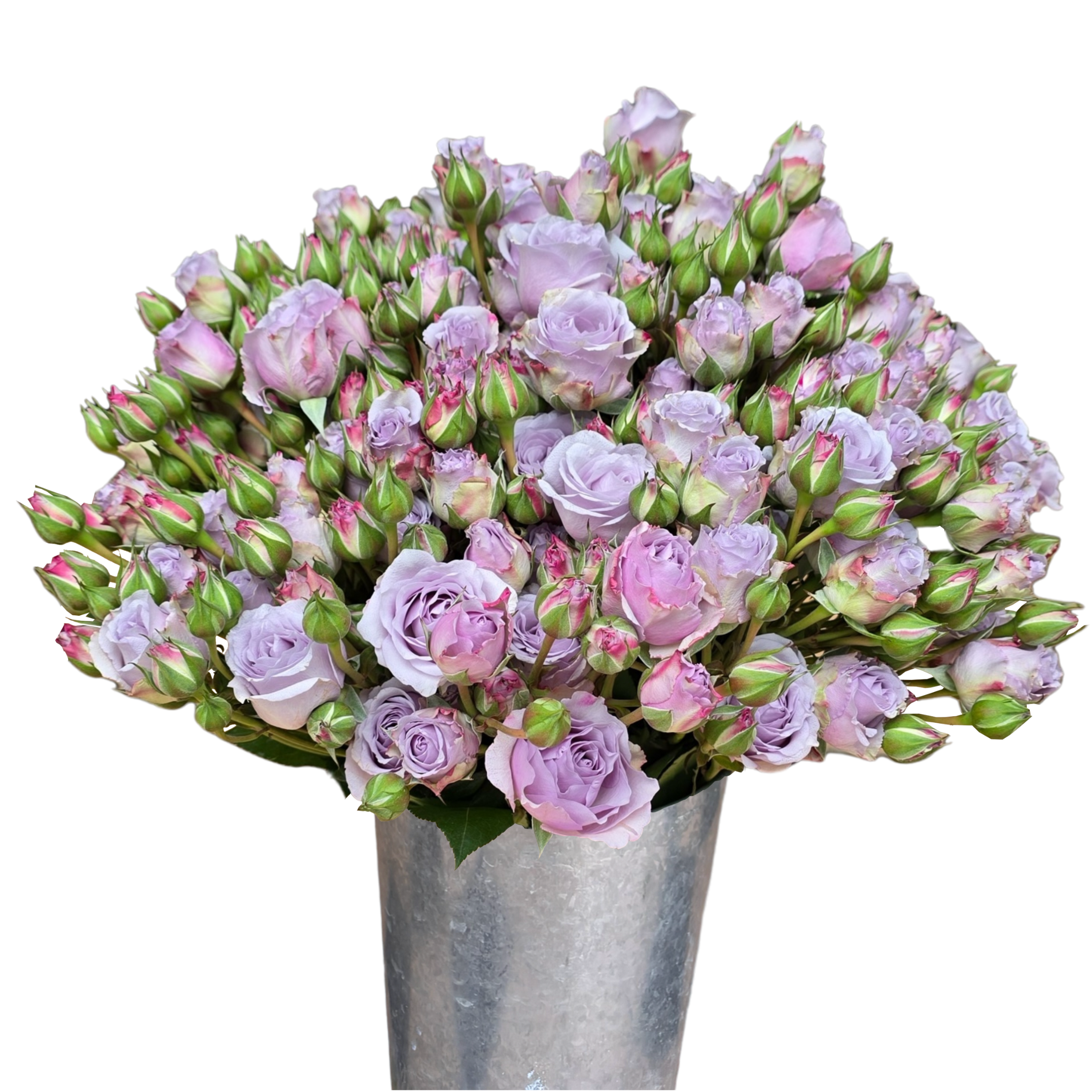 spray rose silver mikado.webp