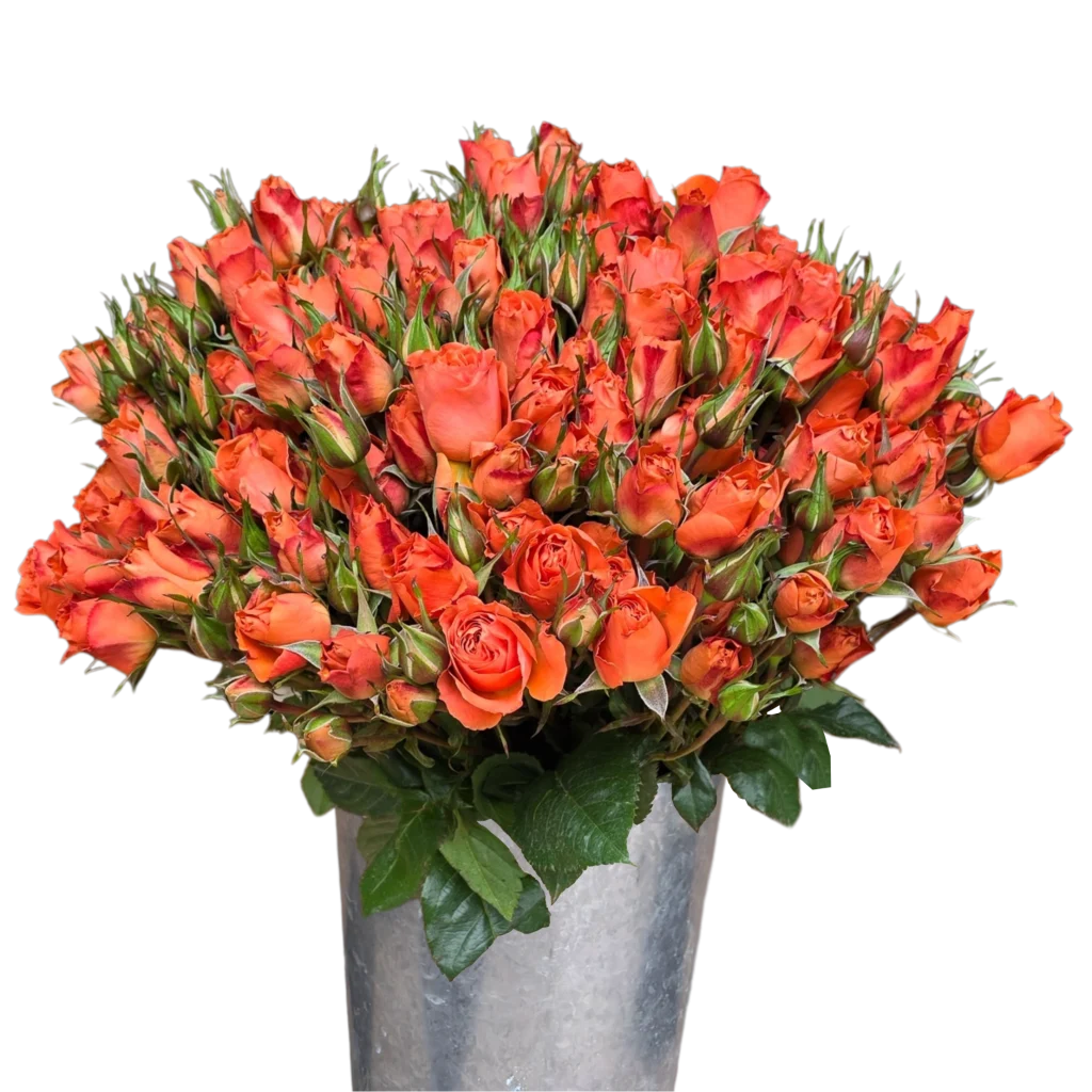 spray rose simba.webp