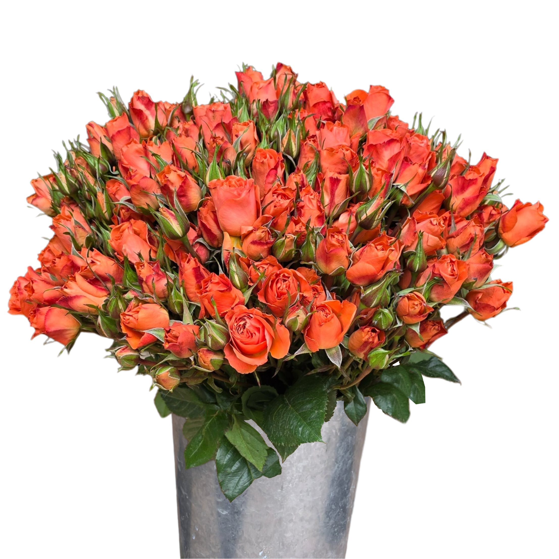 spray rose simba.webp