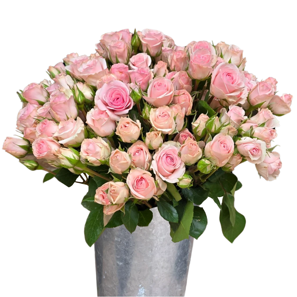 spray rose starblush.webp