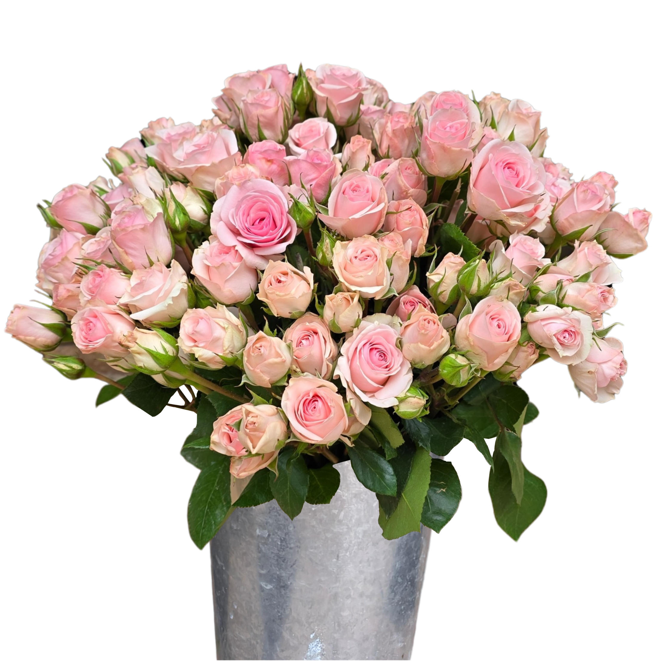 spray rose starblush.webp