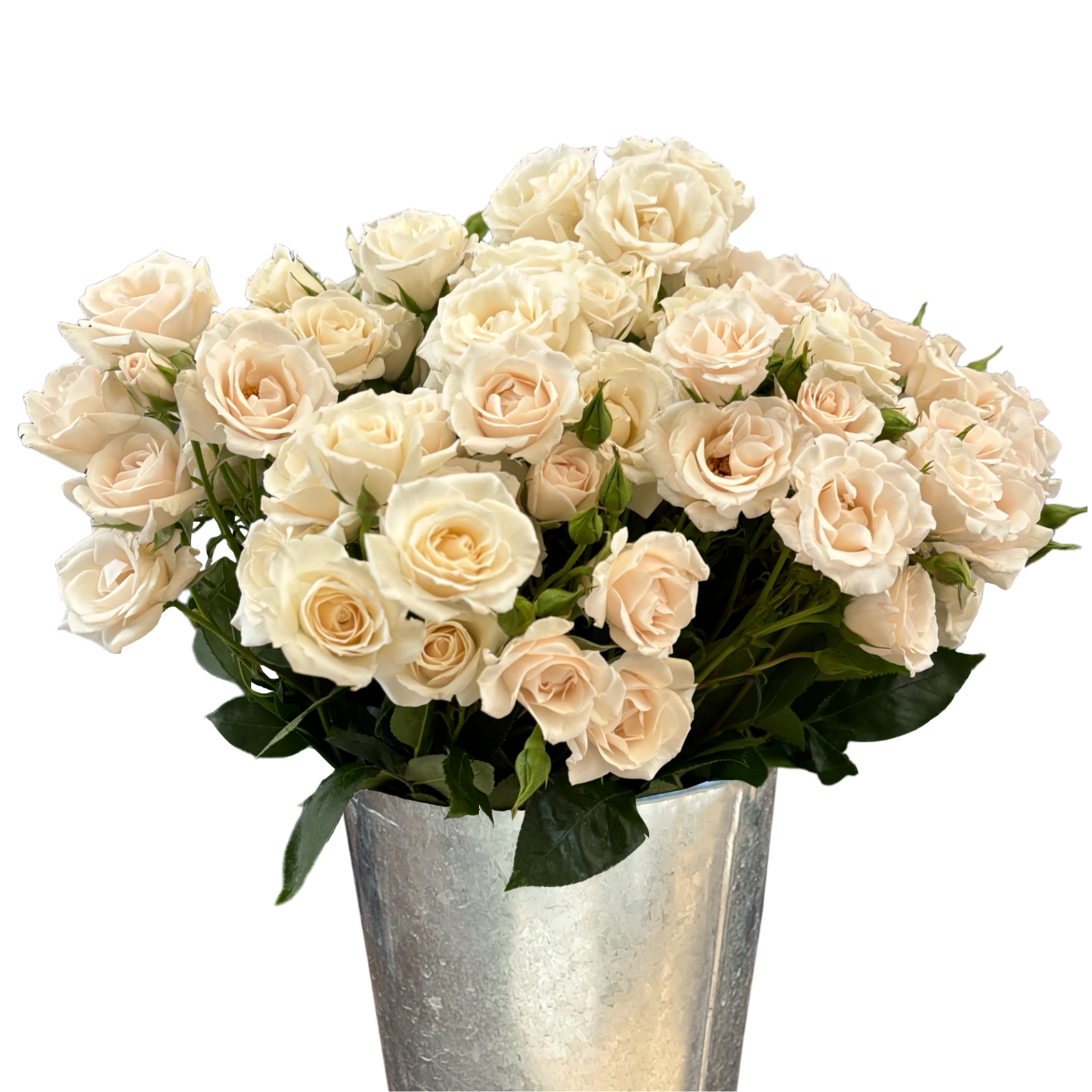 spray rose white majolica.webp