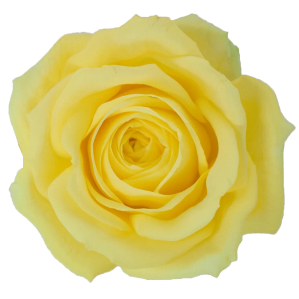 stardust rose.webp
