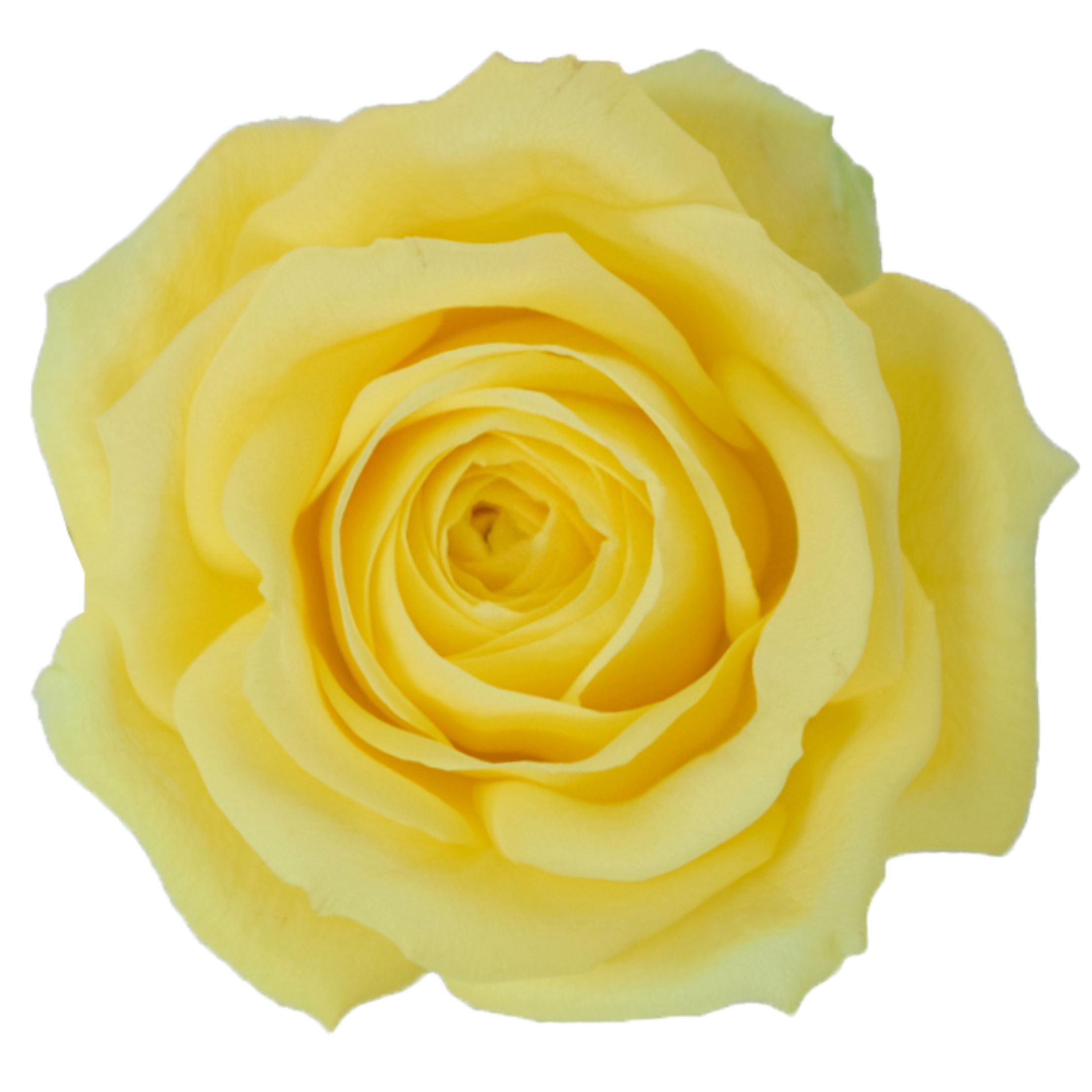 stardust rose.webp