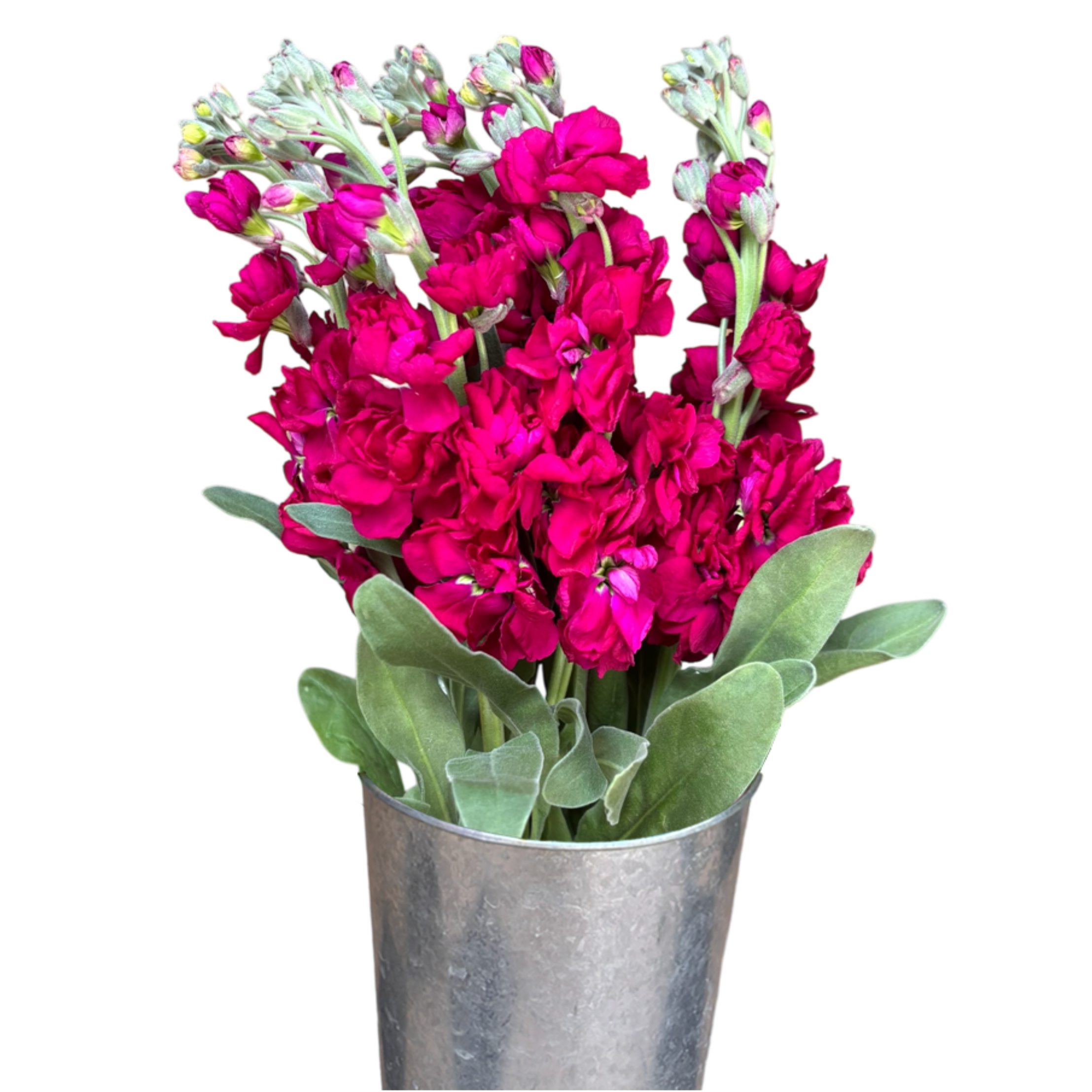 stock deep pink.webp